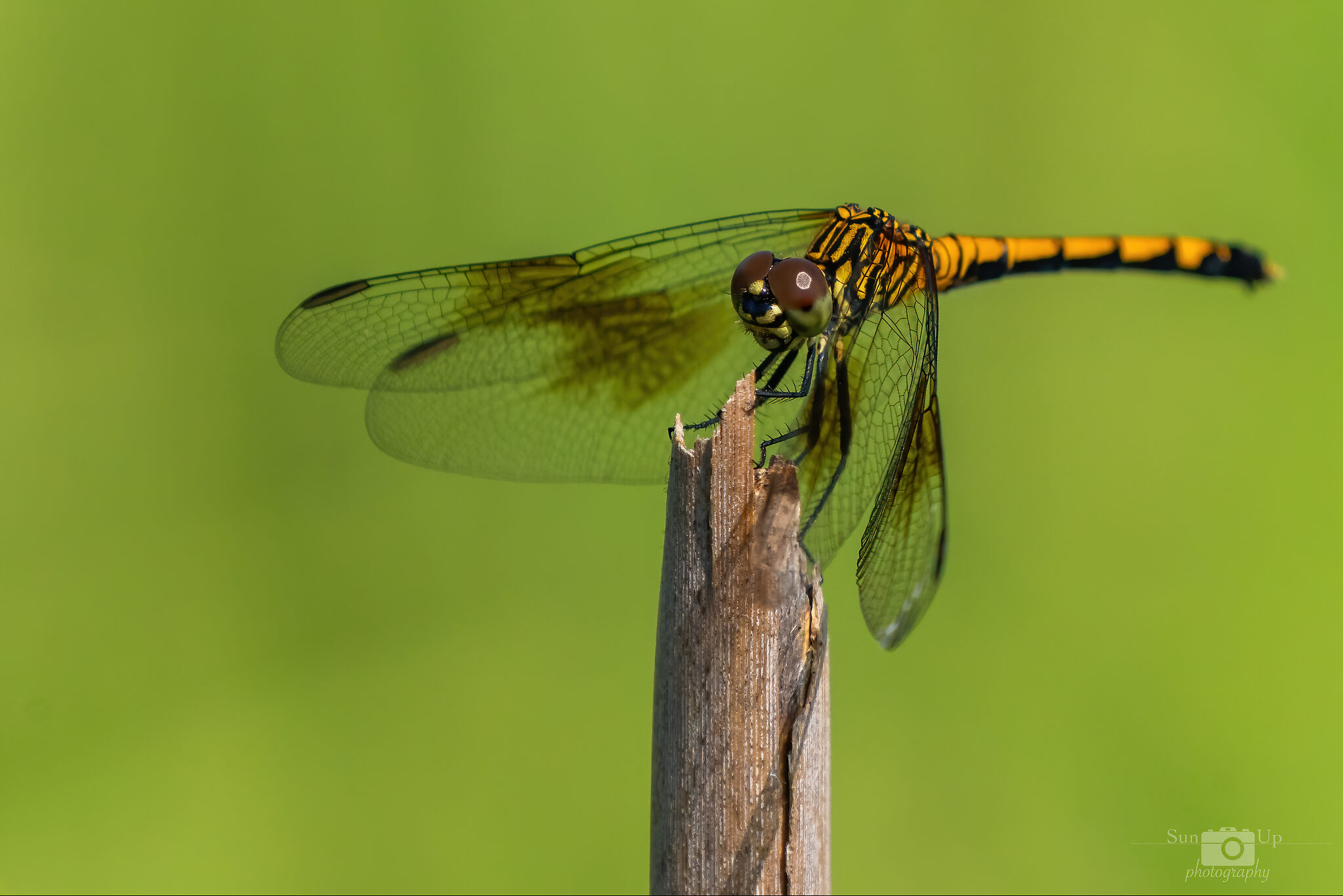 Bombay Dragonfly-08570-D.jpg