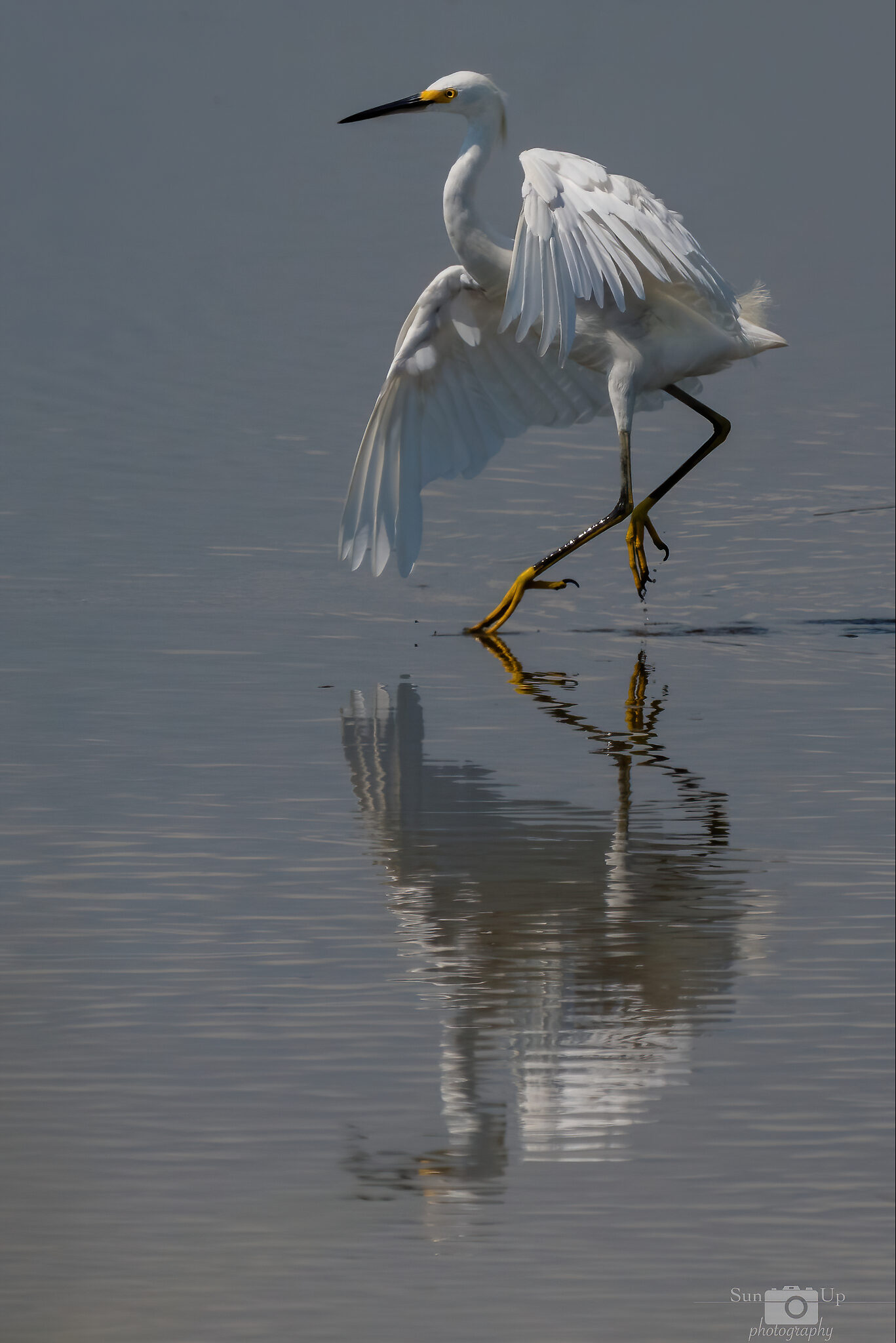 Bombay Egret-08623-D.jpg