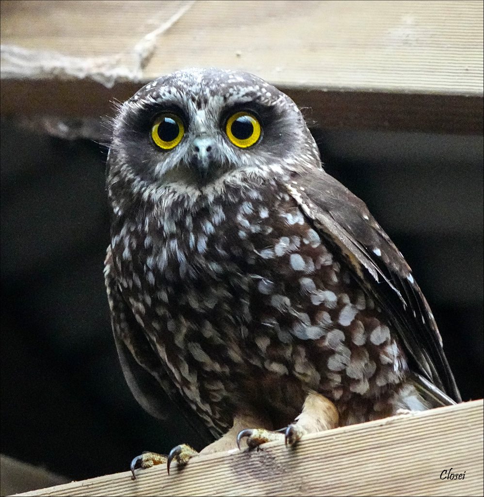 Boobook owl r.jpg