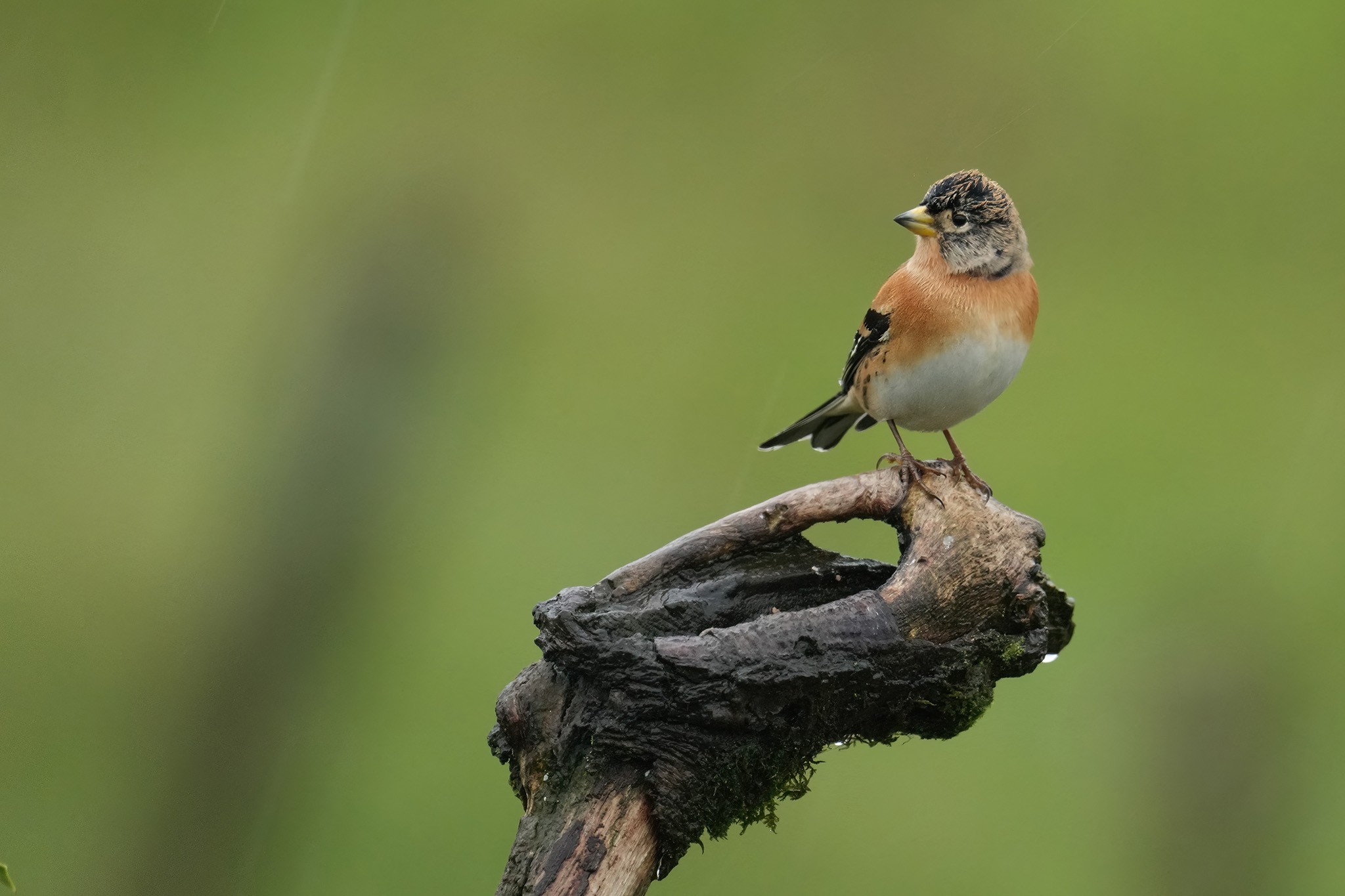 Brambling-DSC04253-2048px.jpg