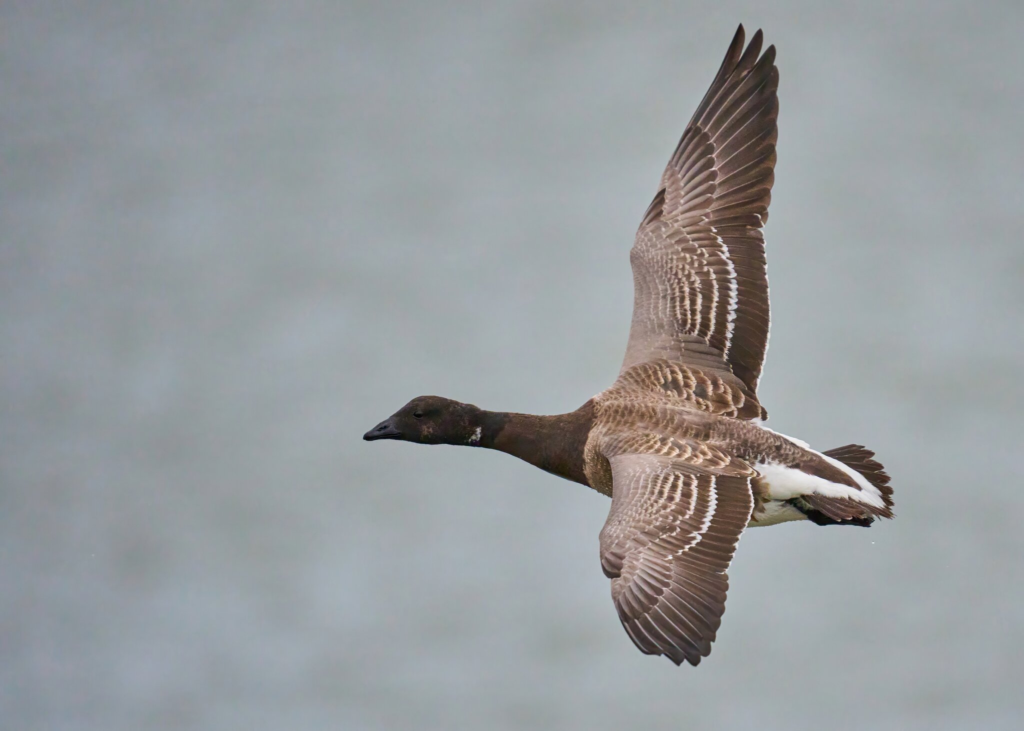 Brant - Barnegat Lighthouse - 12312025 - 03 - DN.jpg