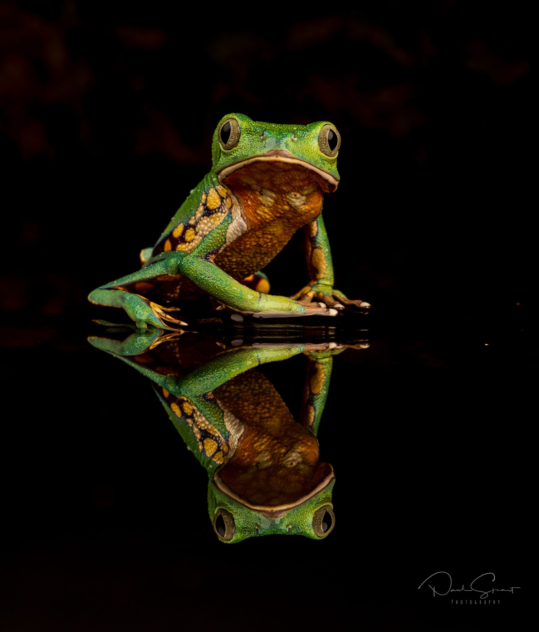 Brazilian Walking Frog.jpg