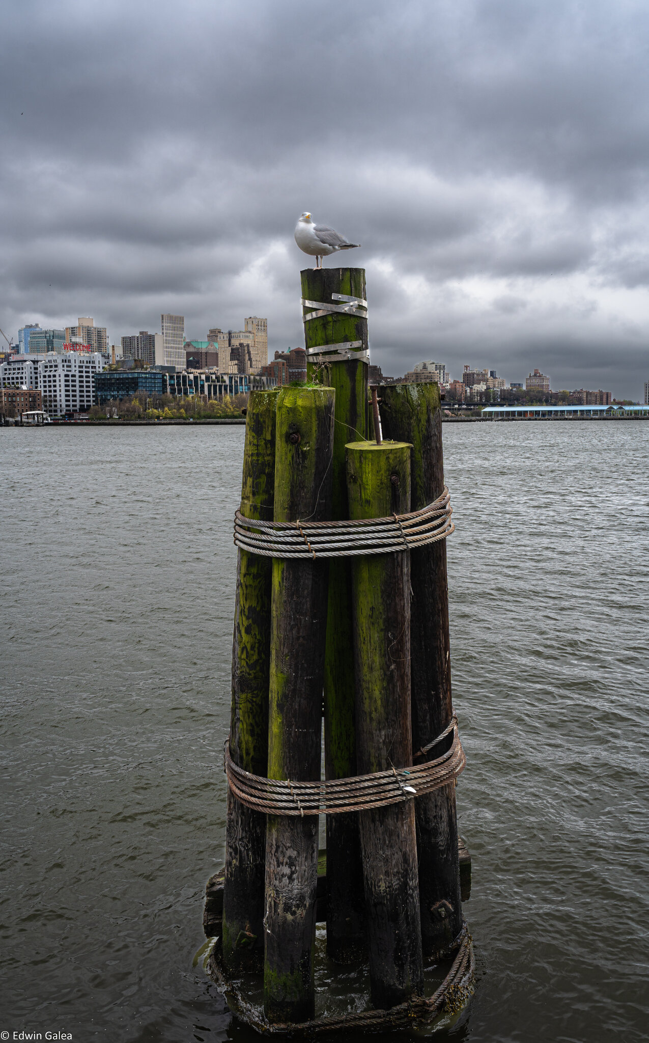 brooklyn bridge seagull-1.jpg