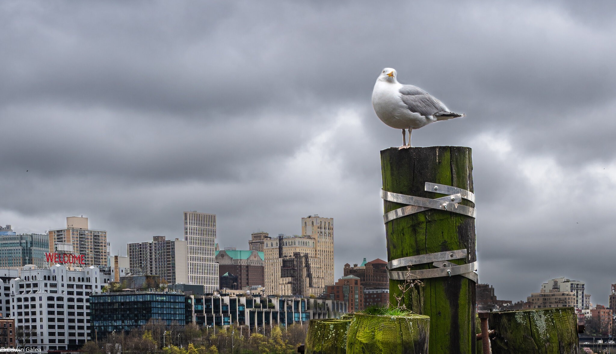 brooklyn bridge seagull-11.jpg