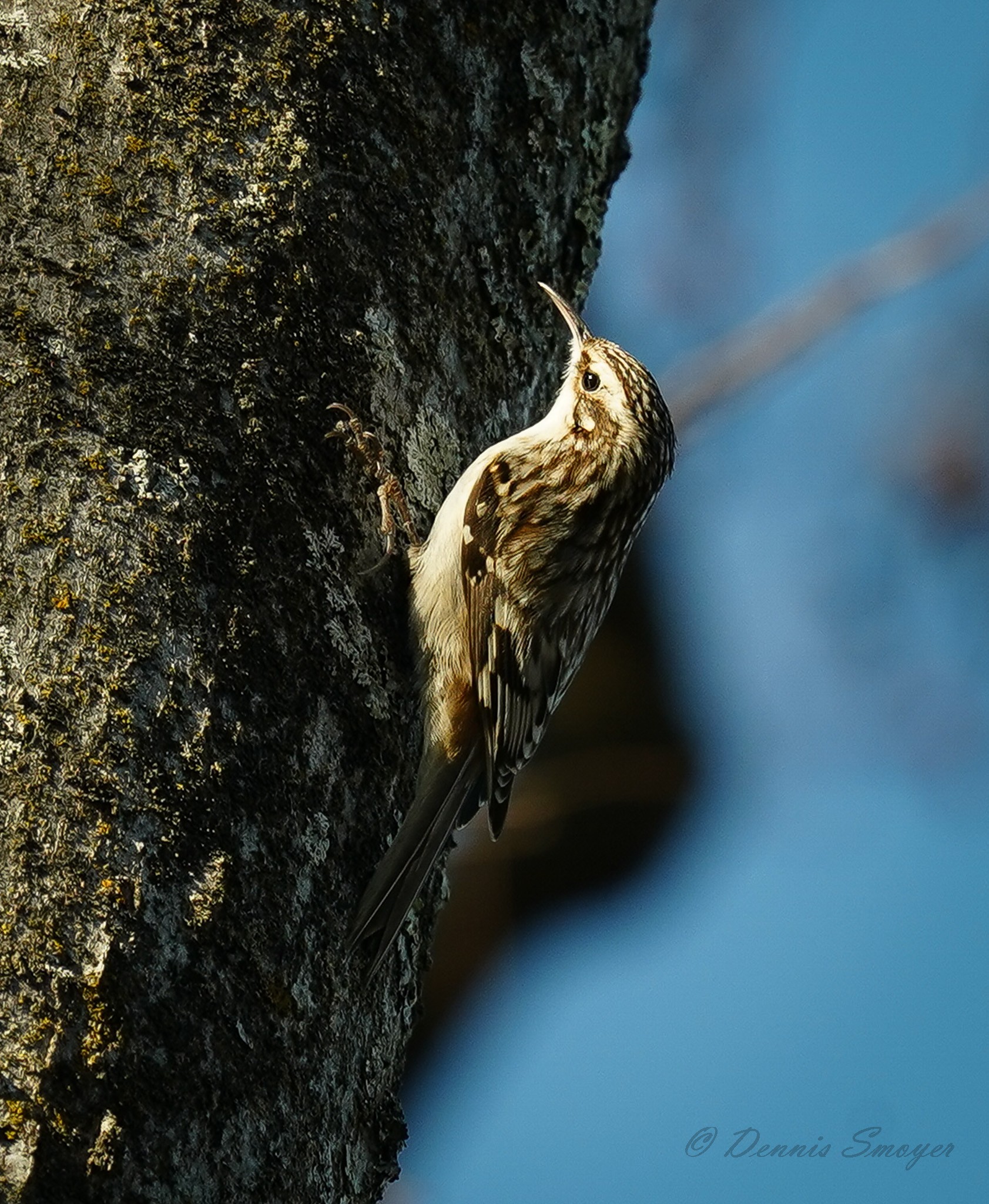 Brown Creeper