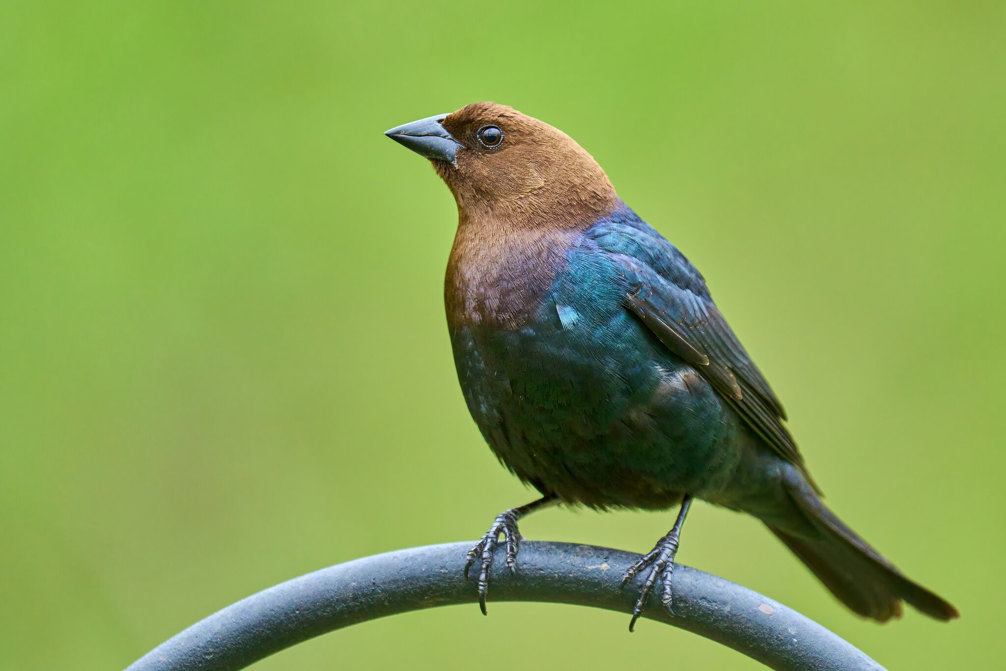 Brown-Headed Cowbird - Ashland - 04272024 - 01- DN.jpg