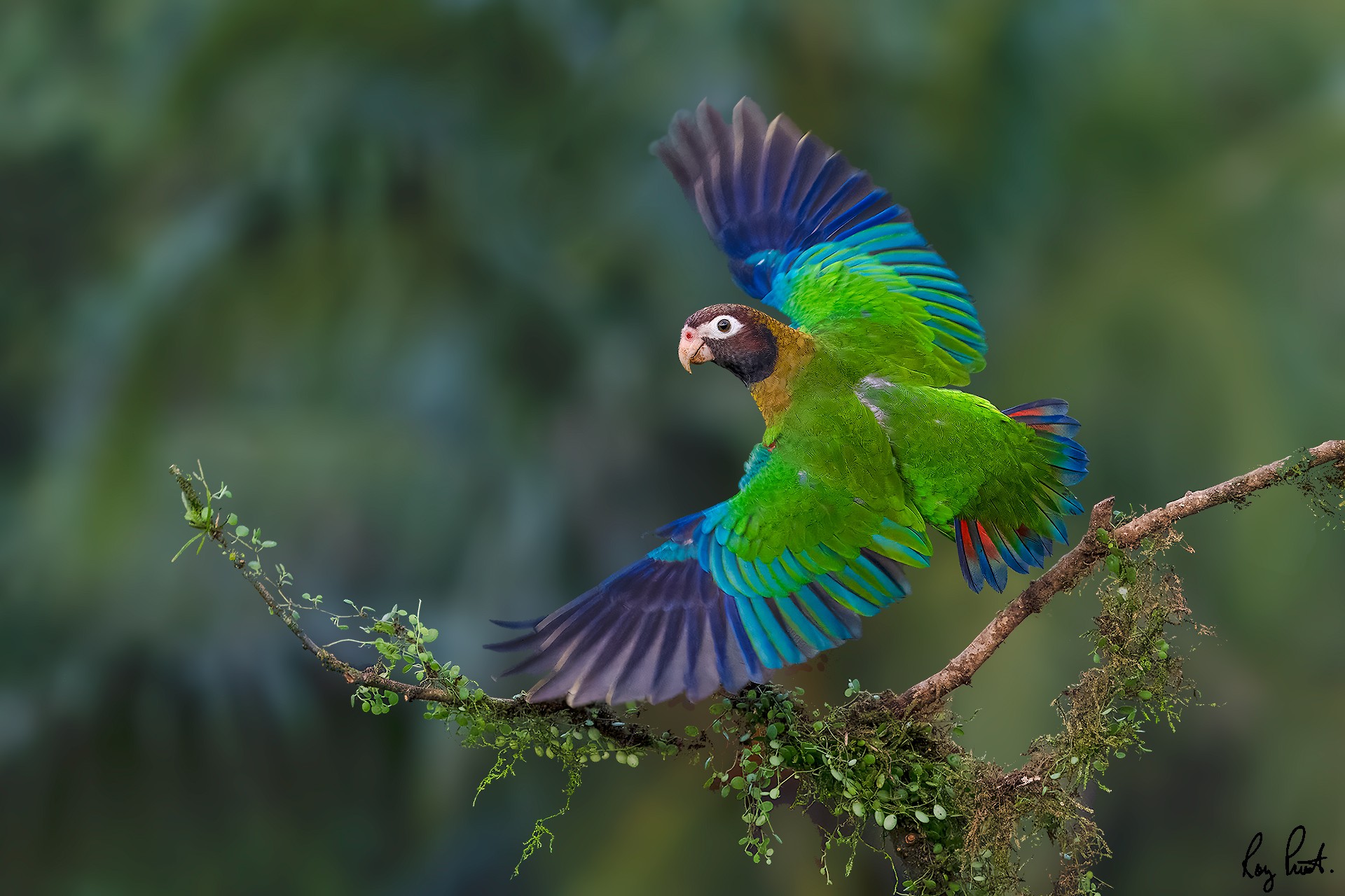 Brown-hooded-Parrot_RP23147-Edit.jpg