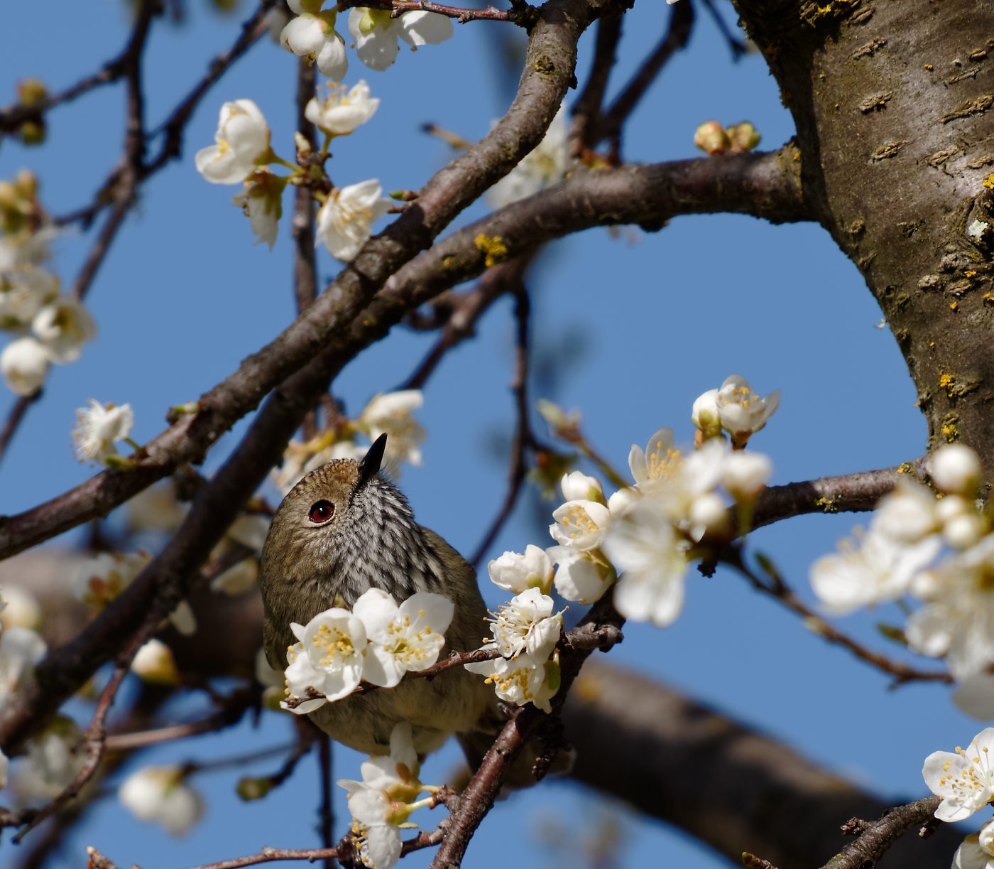 Brown Thornbill.jpg