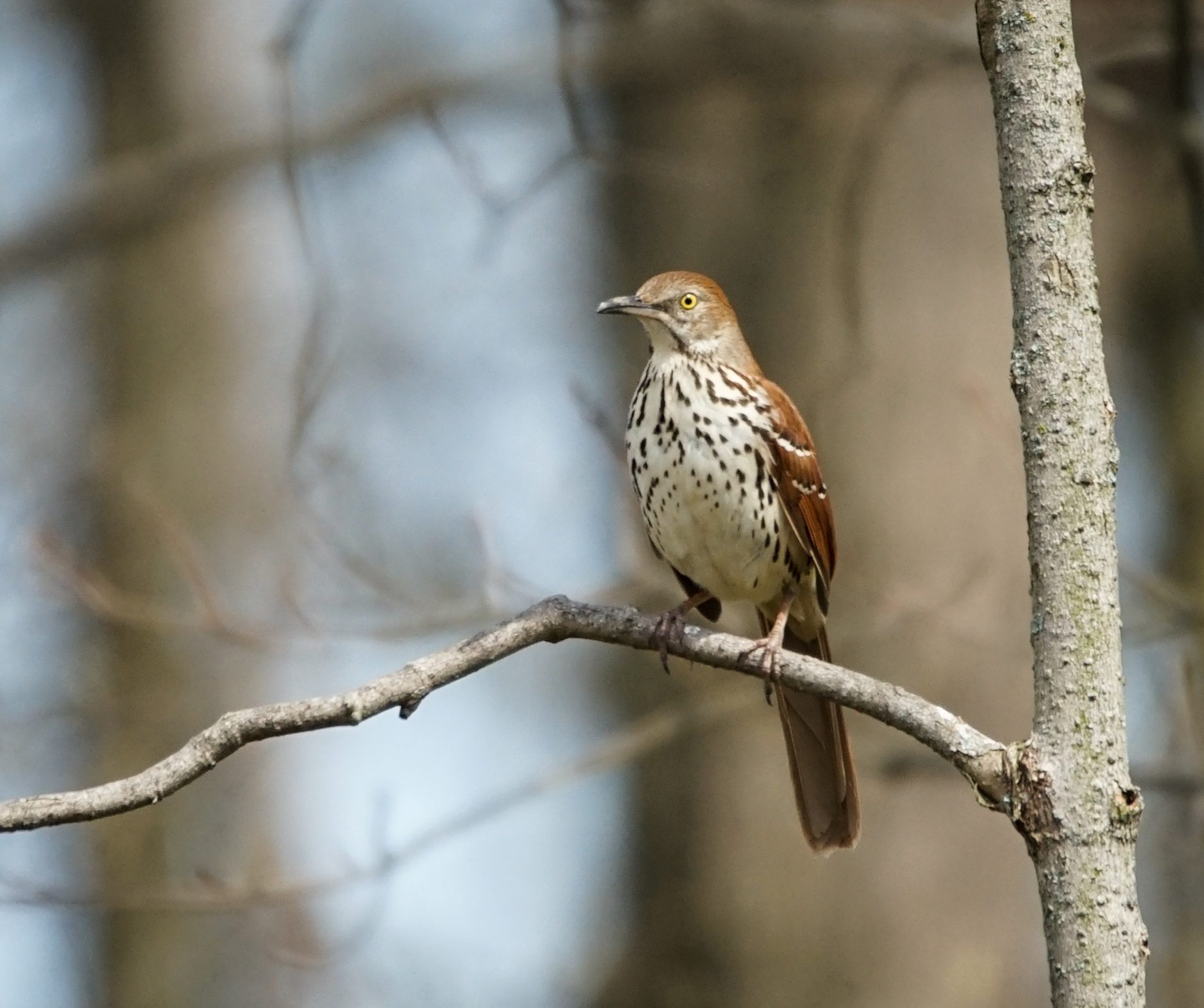 Brown Thrasher