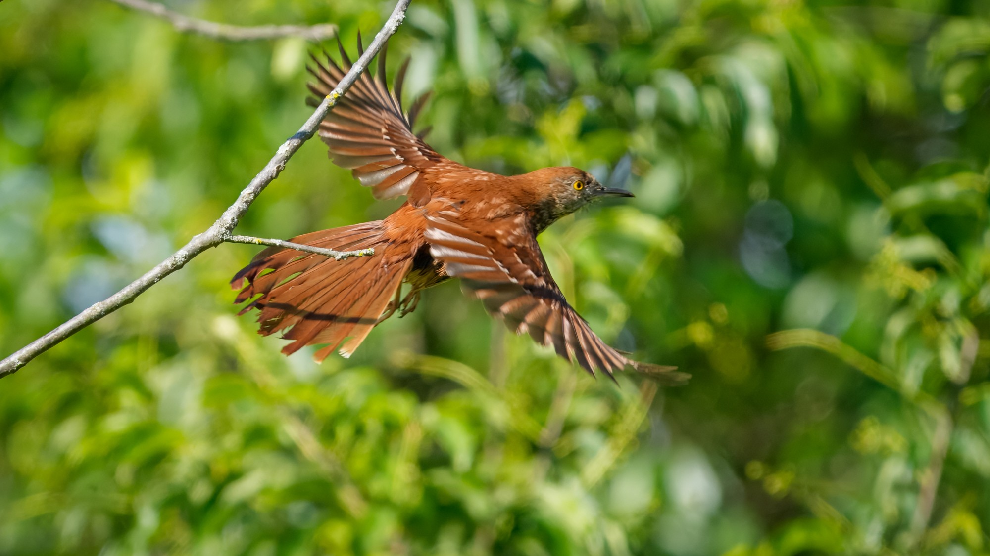 BrownThrasher02.jpg