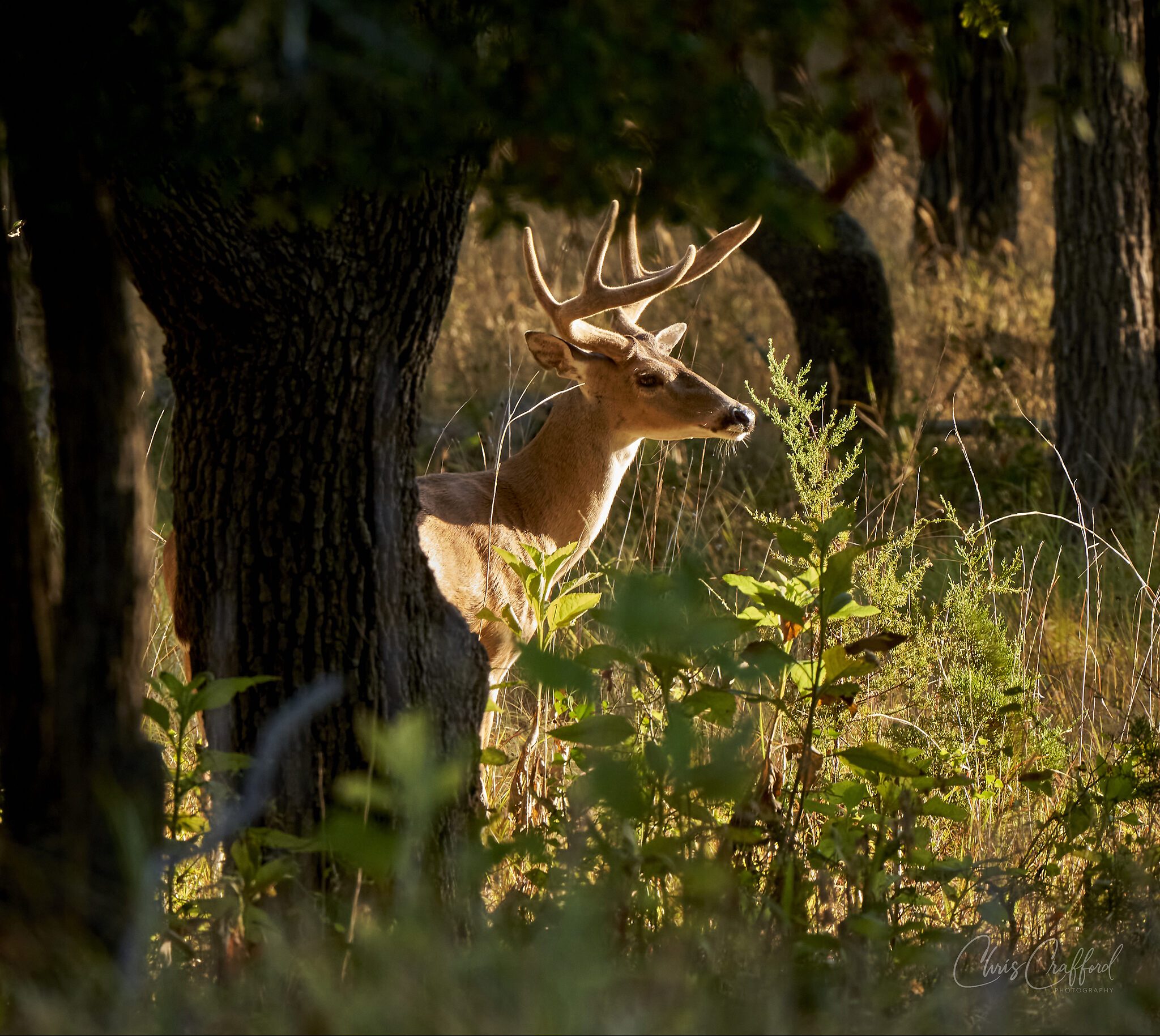 Buck in the mooning sun.