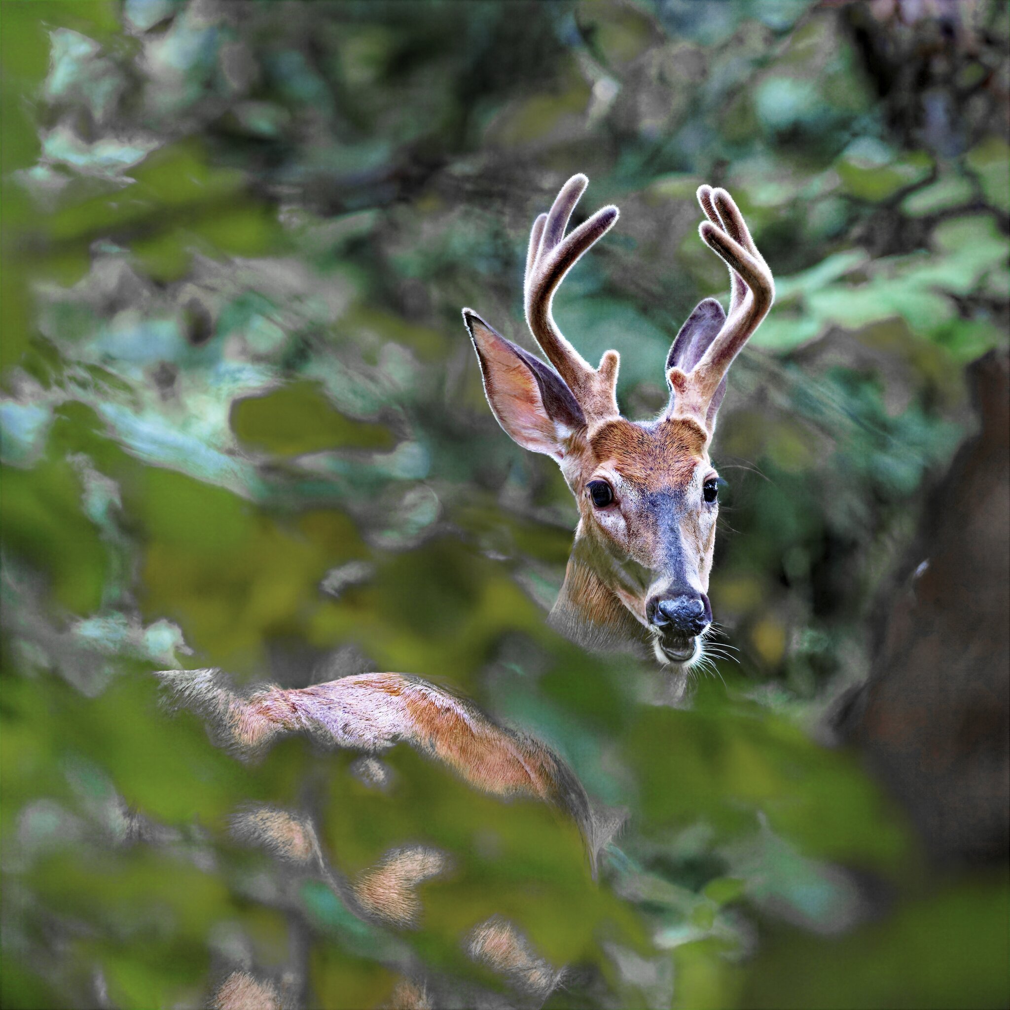 Buck.jpg