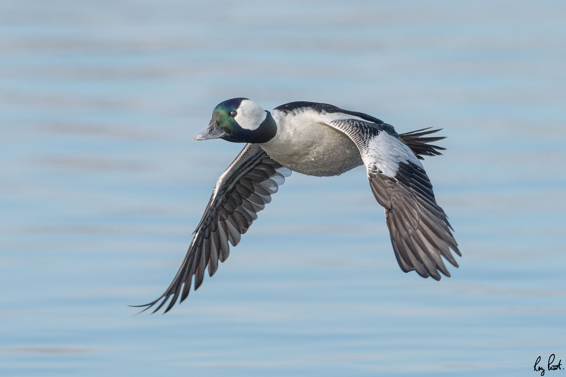 Bufflehead-3-36-Edit.jpg