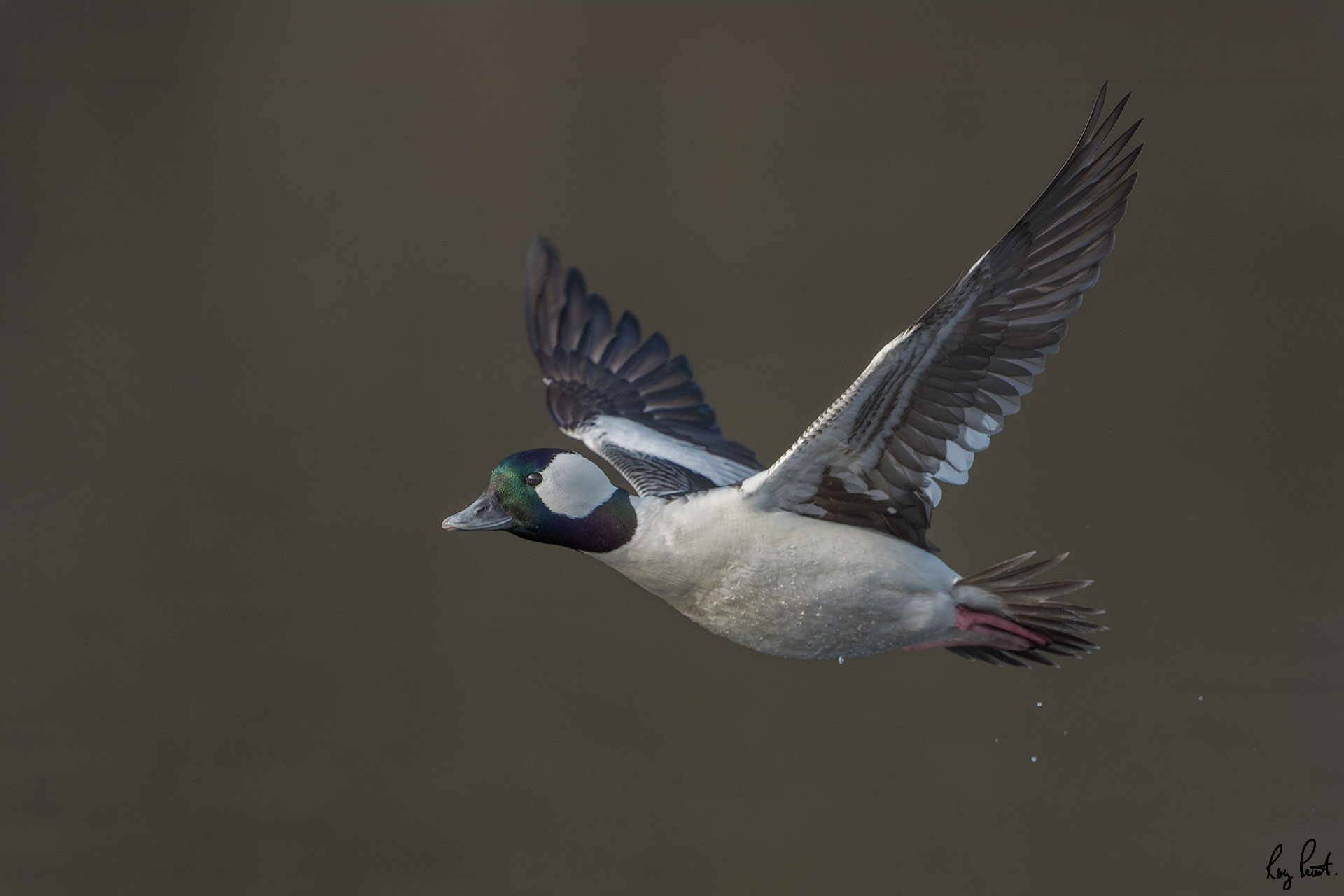 Bufflehead-3-54-Edit.jpg