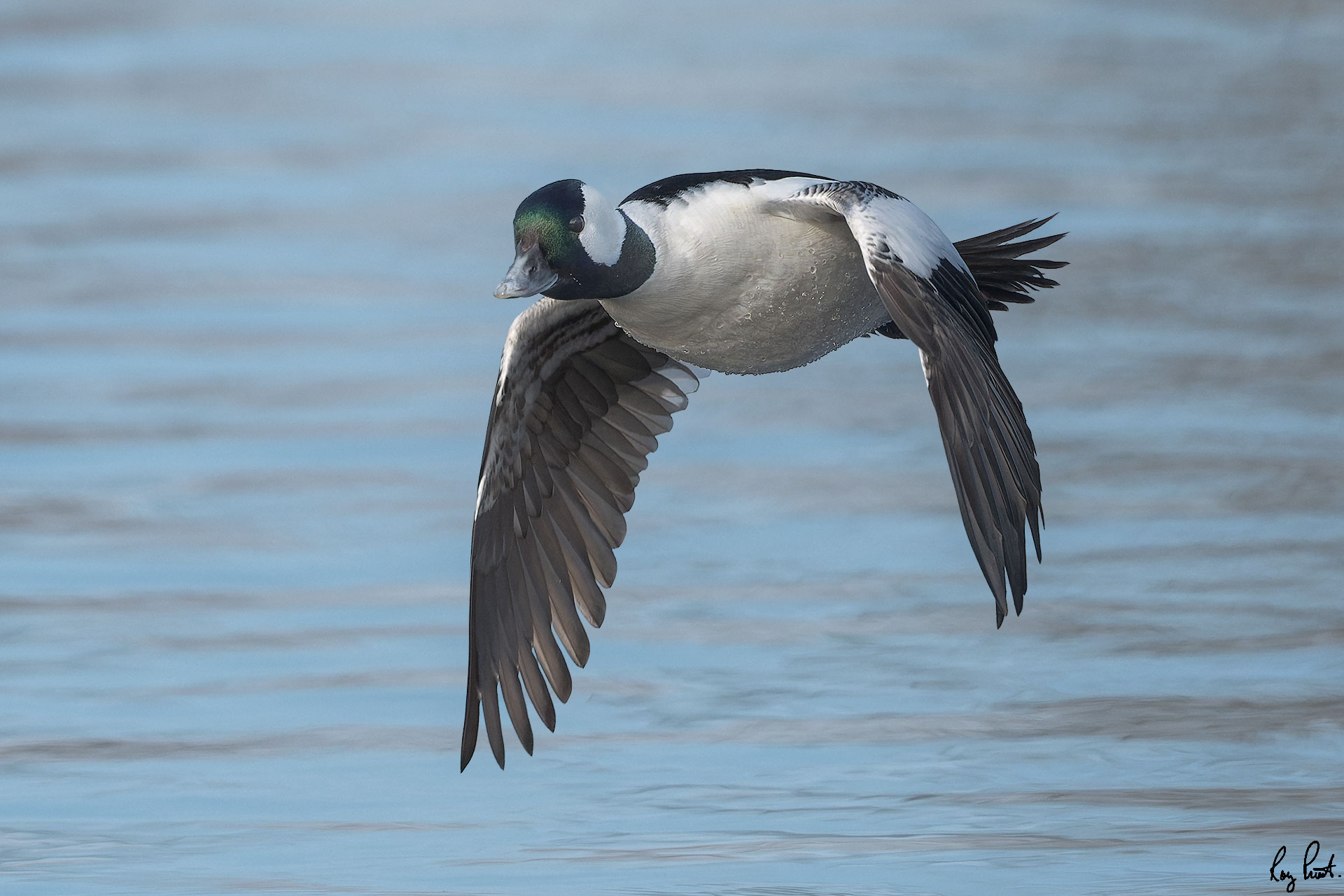 Bufflehead-3.jpg