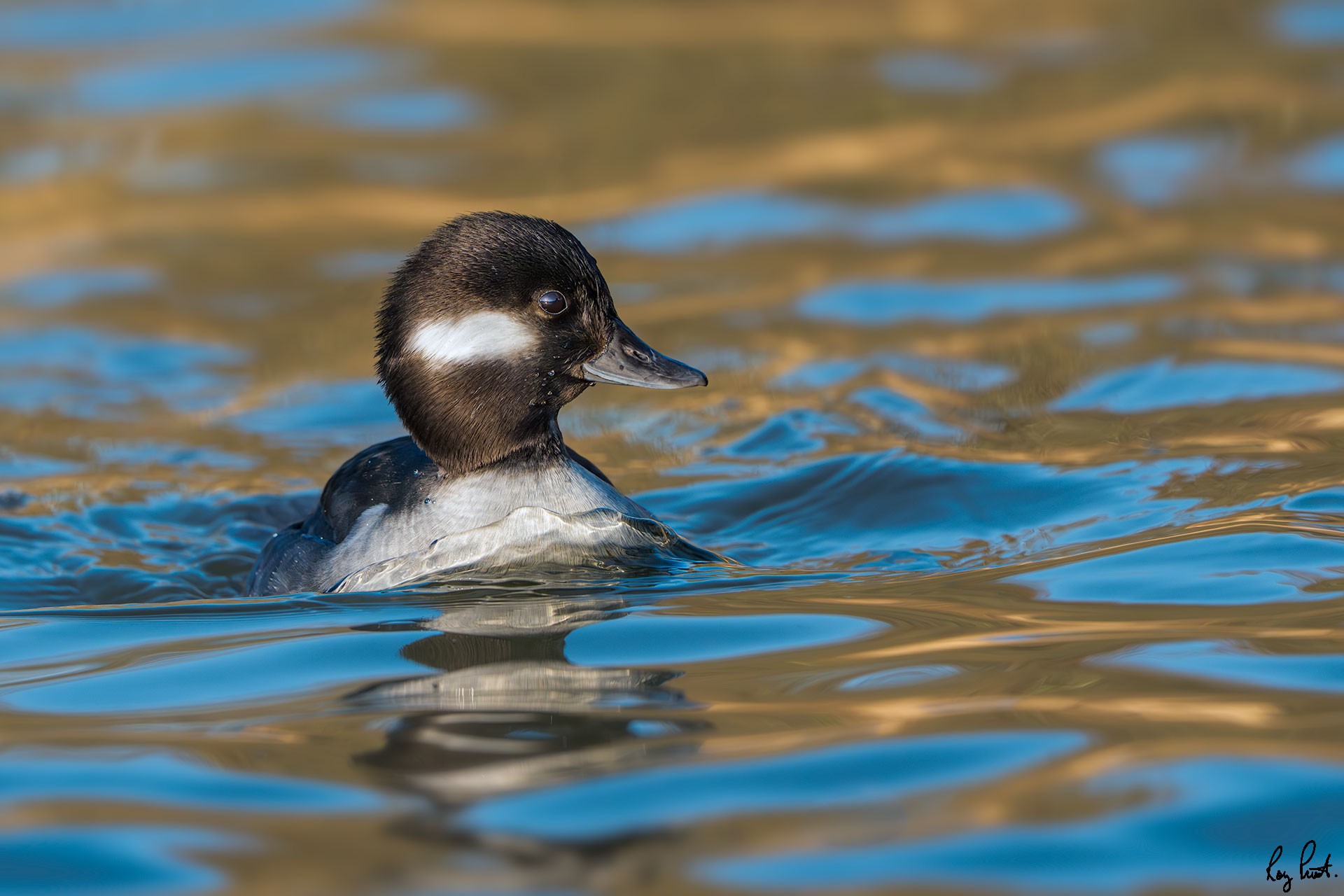 Bufflehead-8221.jpg