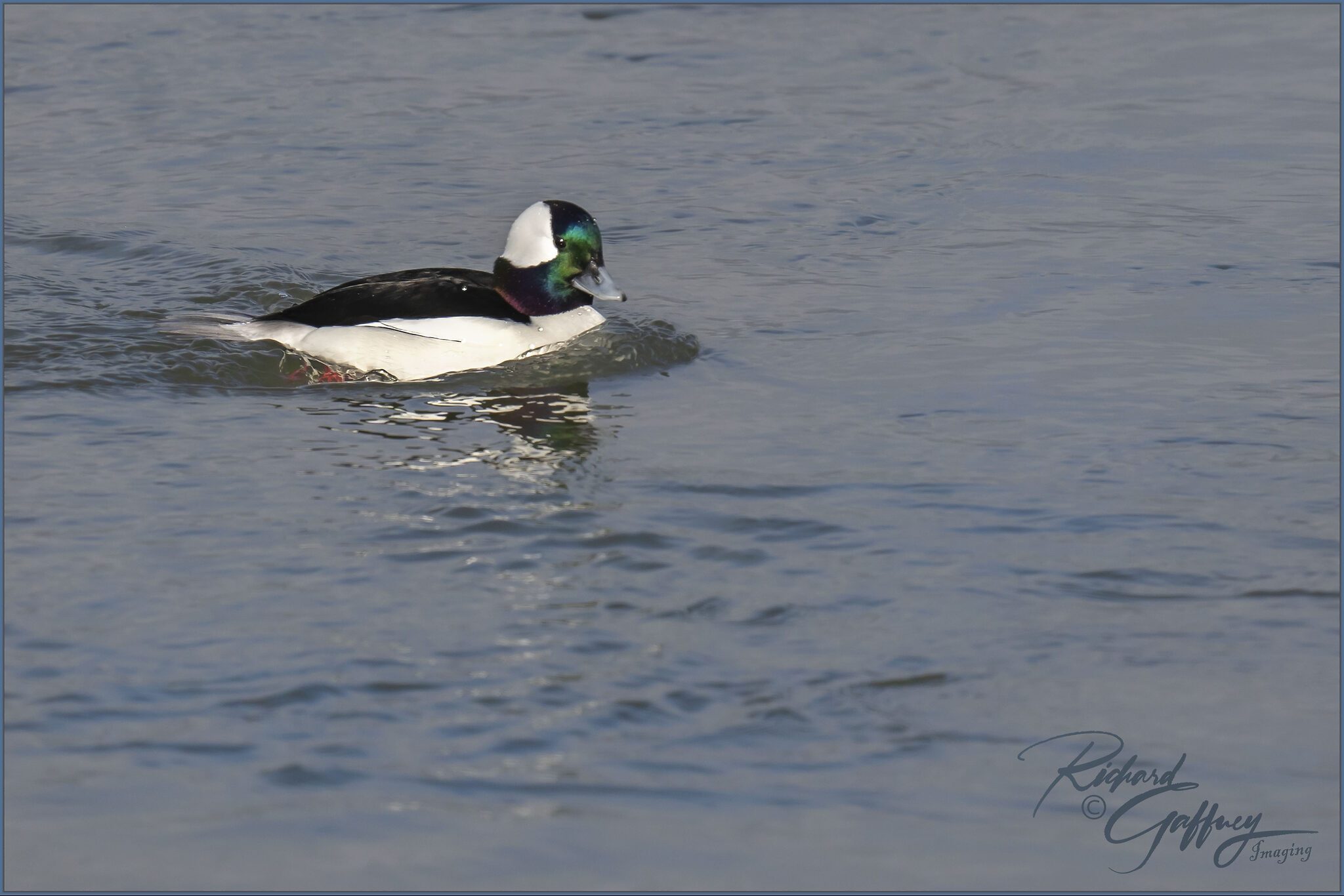 Bufflehead duck male Forsythe refuge Jan 31  M.jpg