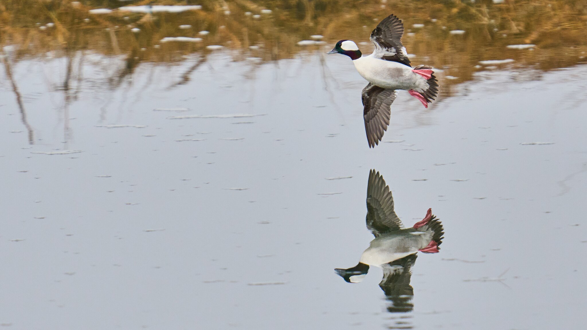 Bufflehead - Forsythe NWR - 02162026 - 08 - DN.jpg