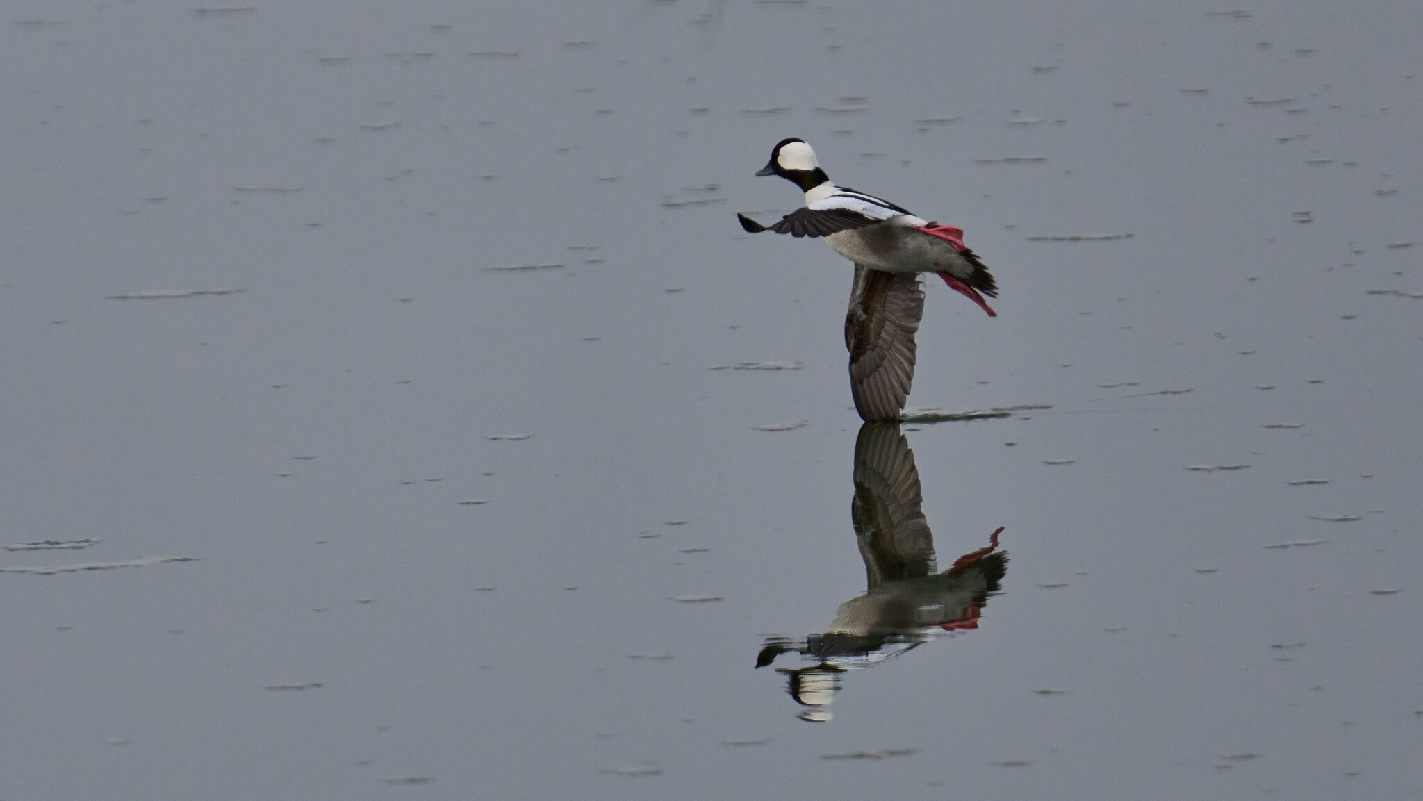 Bufflehead - Forsythe NWR - 02162026 - 11 - DN.jpg