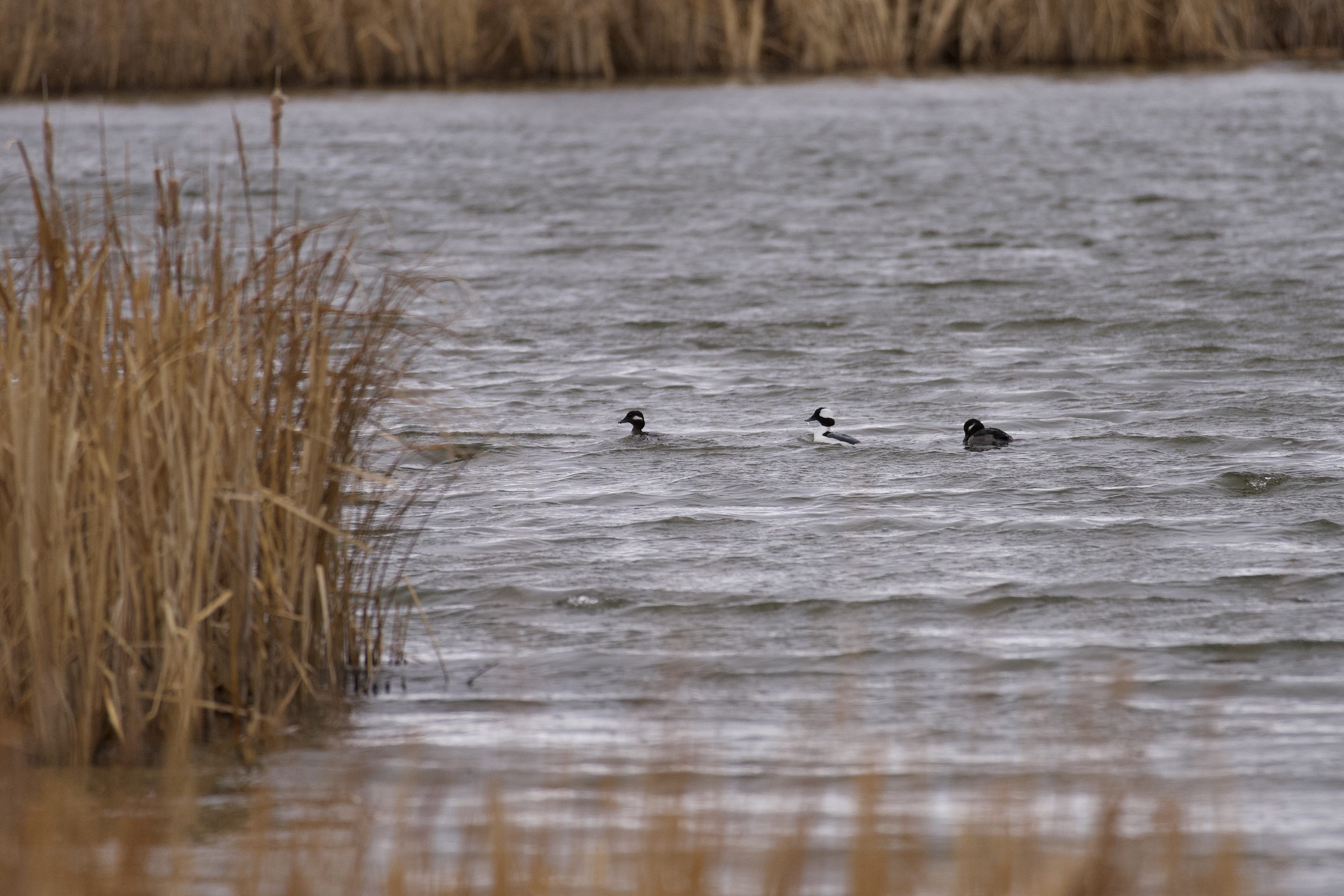 Buffleheads - 2 x female, 1 x male, dripping wet