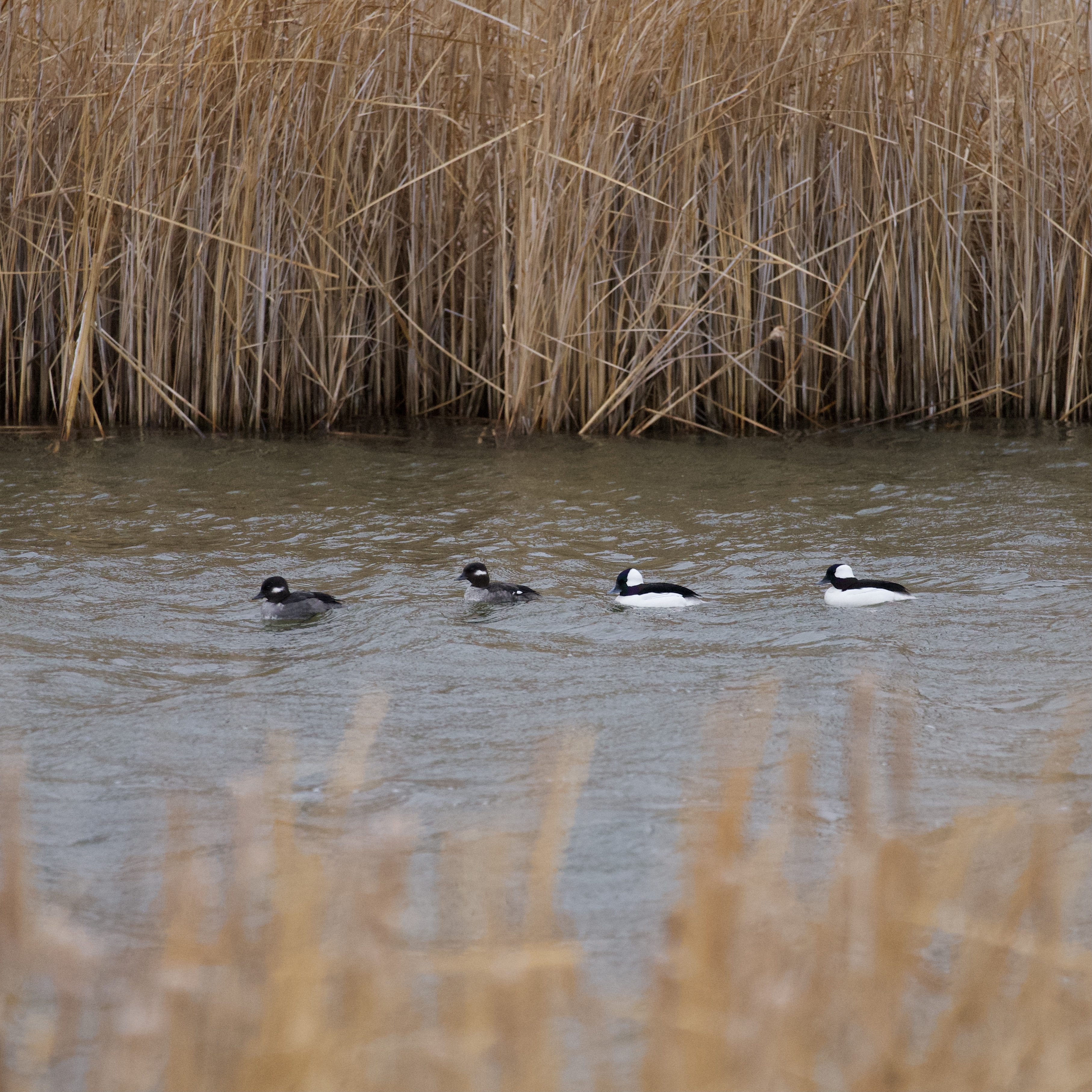 Buffleheads - drafting behind each other fighting strong head winds