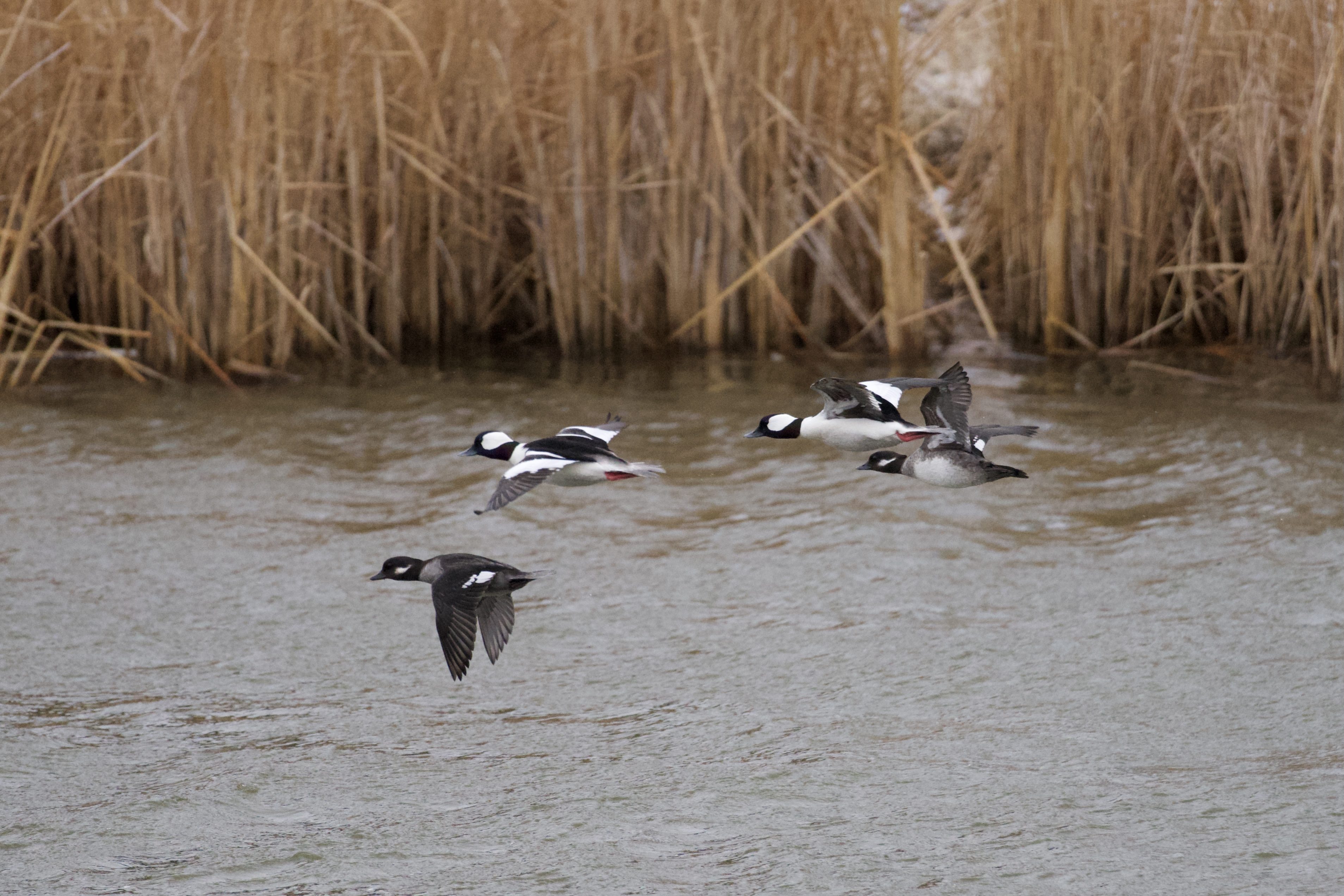 Buffleheads - flying back to the north end of the pond