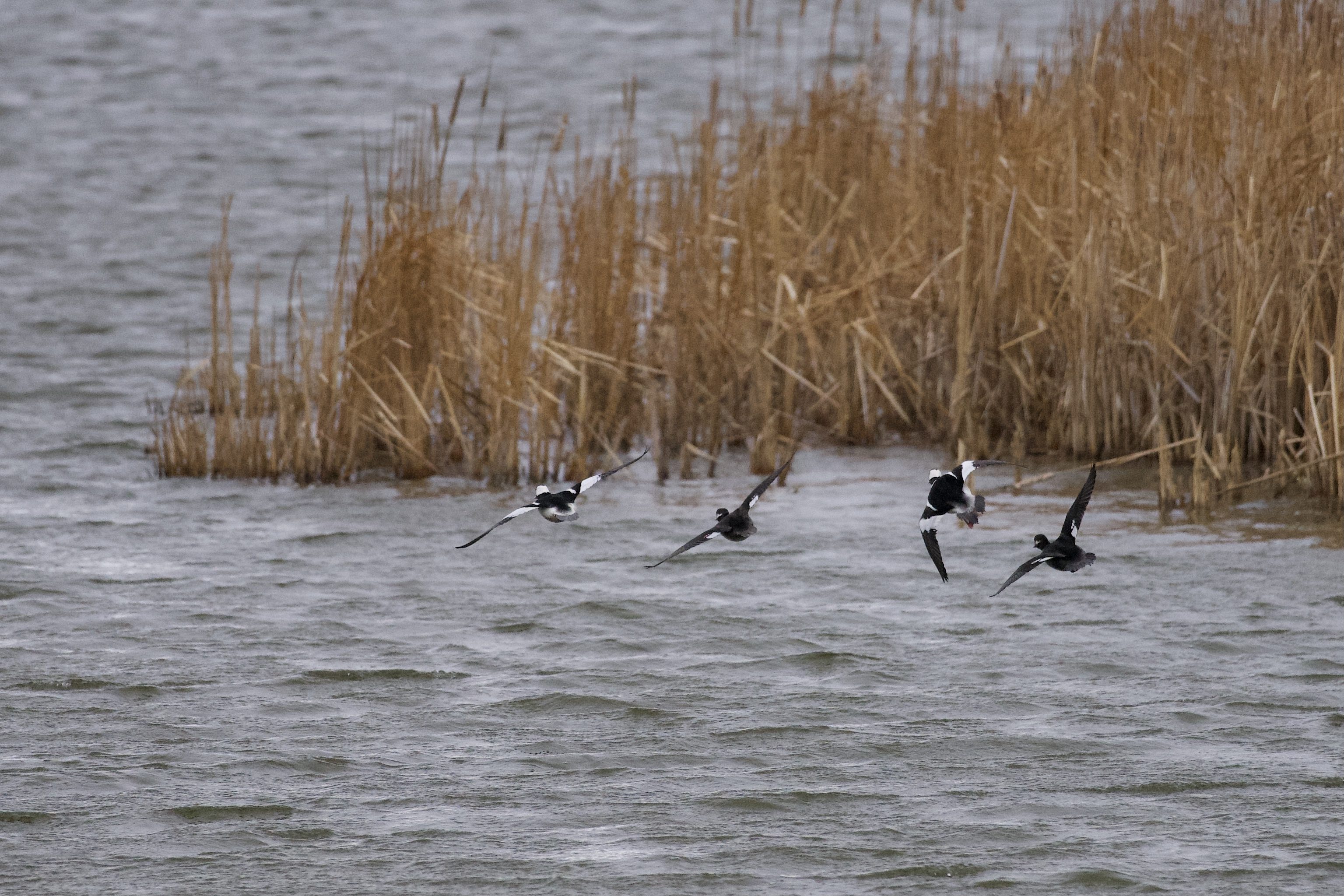 Buffleheads - flying further upstream