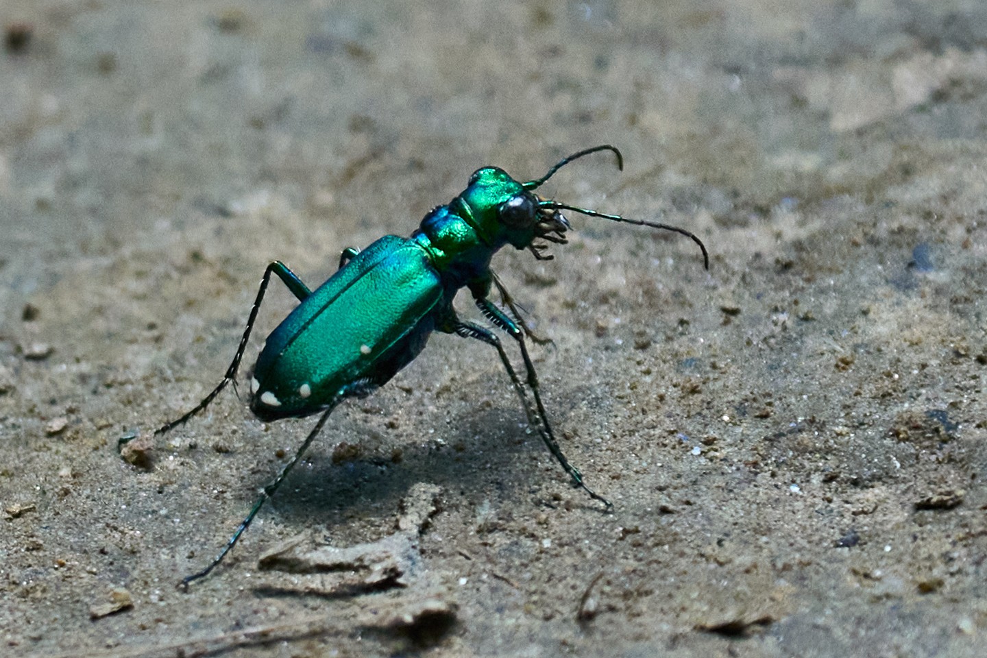 Bug - BCSP - 06042022 - 02.jpg