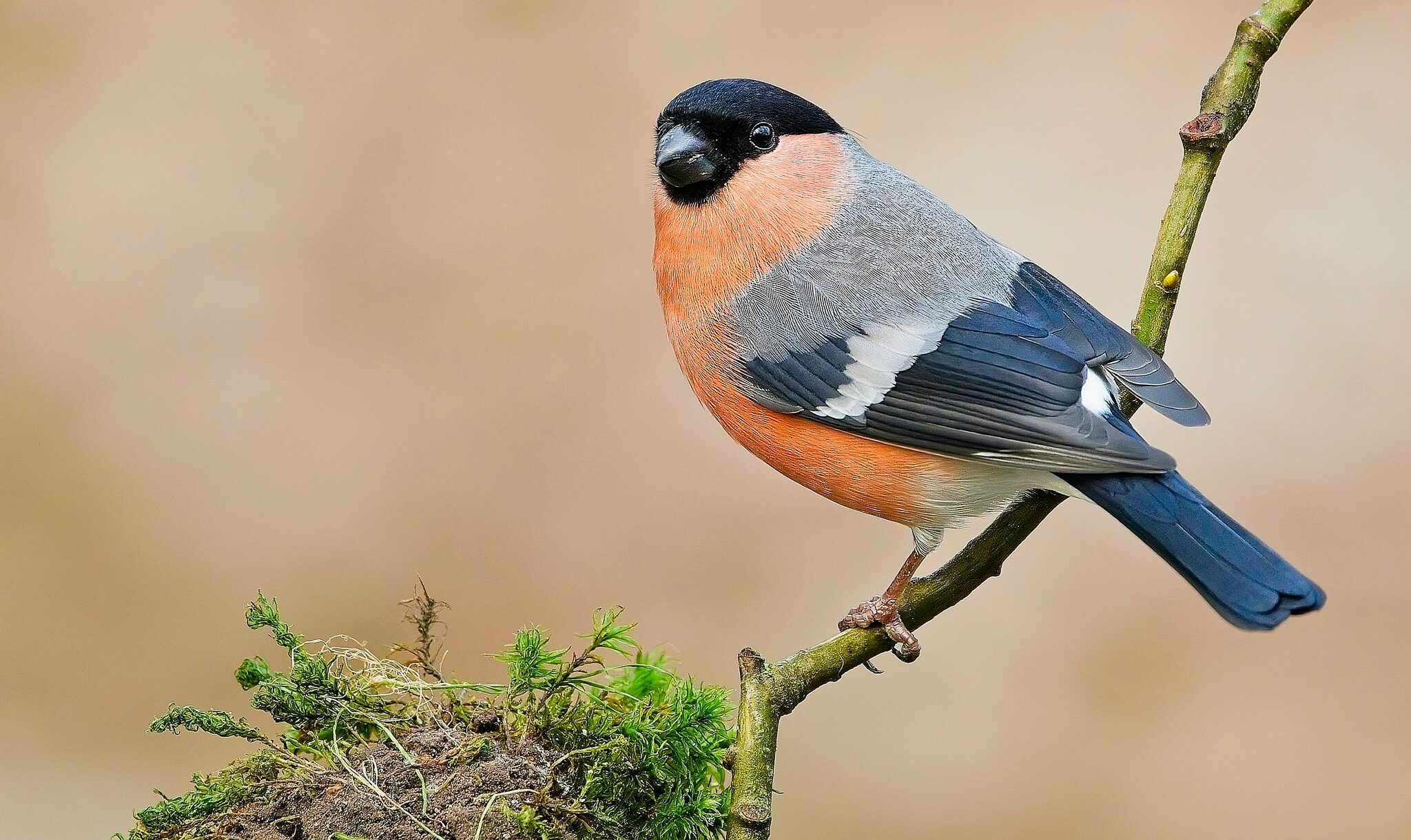 Bull Finch.jpg