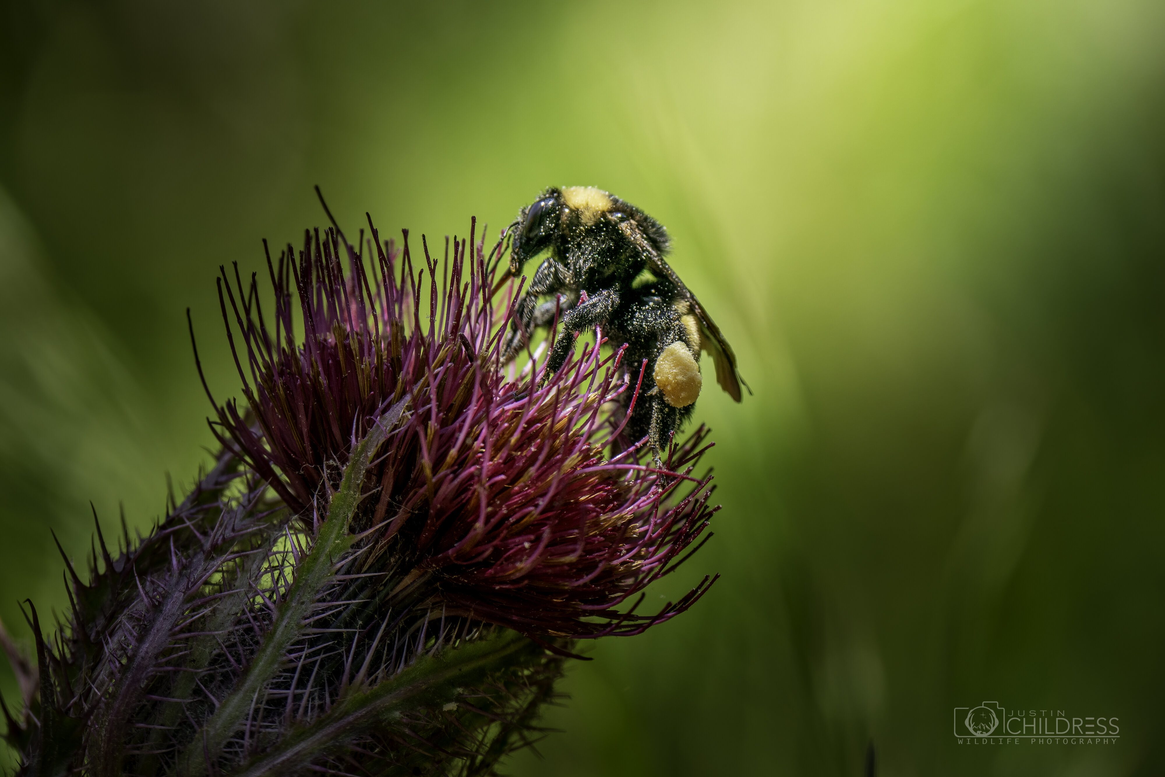 Bumble Bee Pollinating