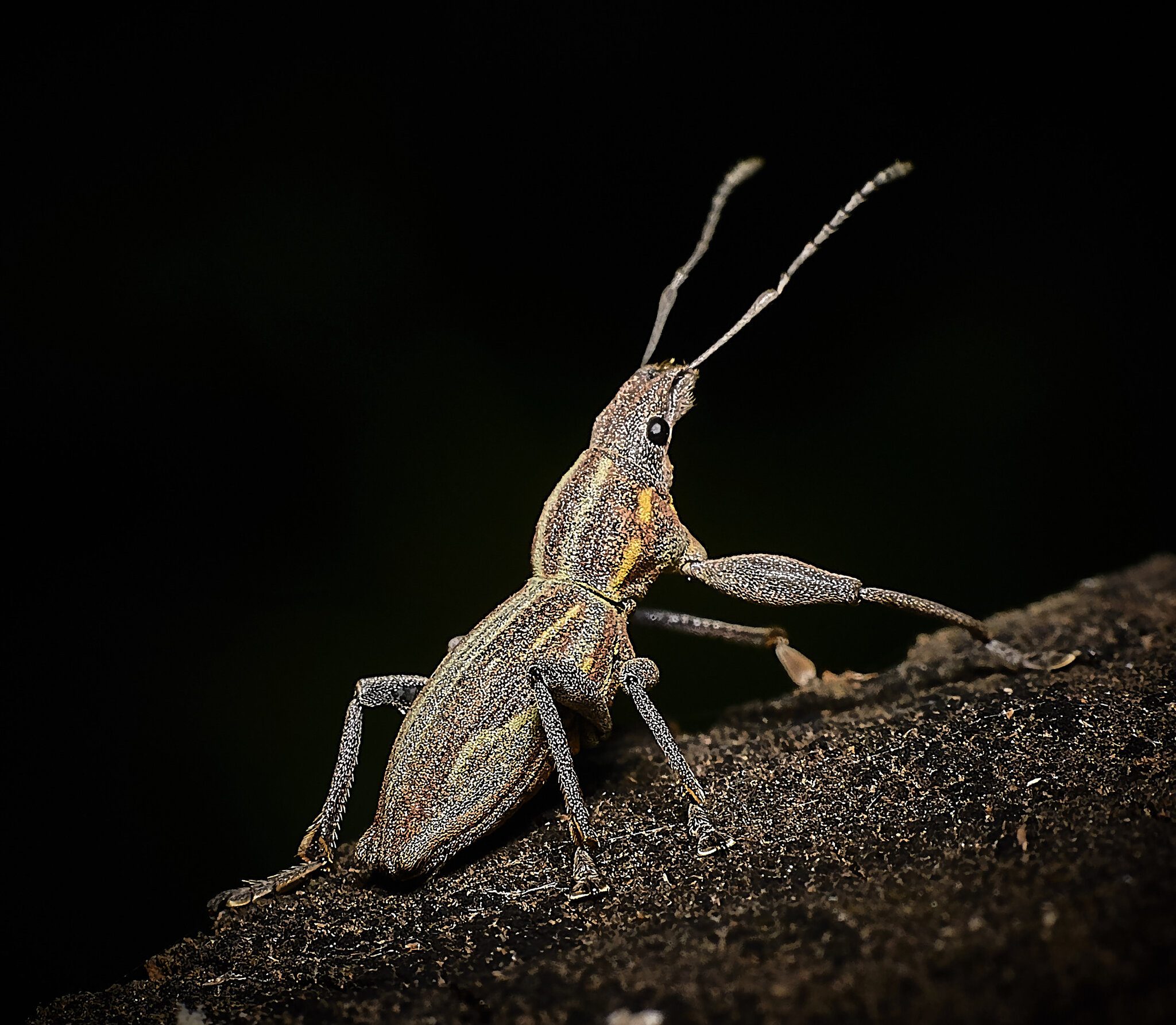 burrito de la vid (Naupactus xanthographus)