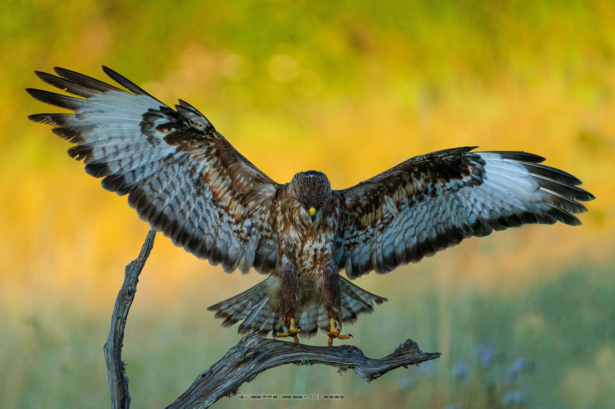 Buteo buteo