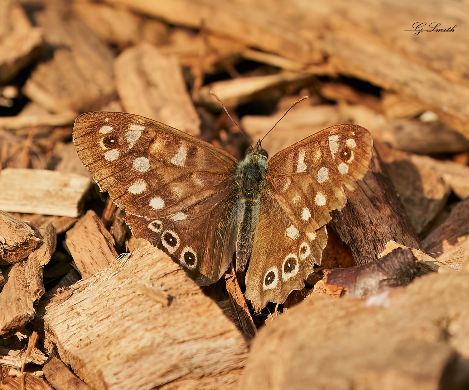 butterfly 2022 2 (3).jpg