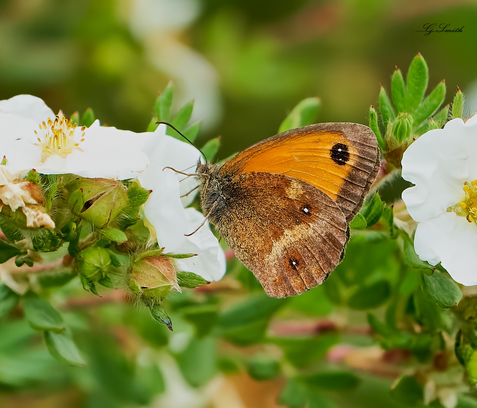 butterfly 2022 4.jpg