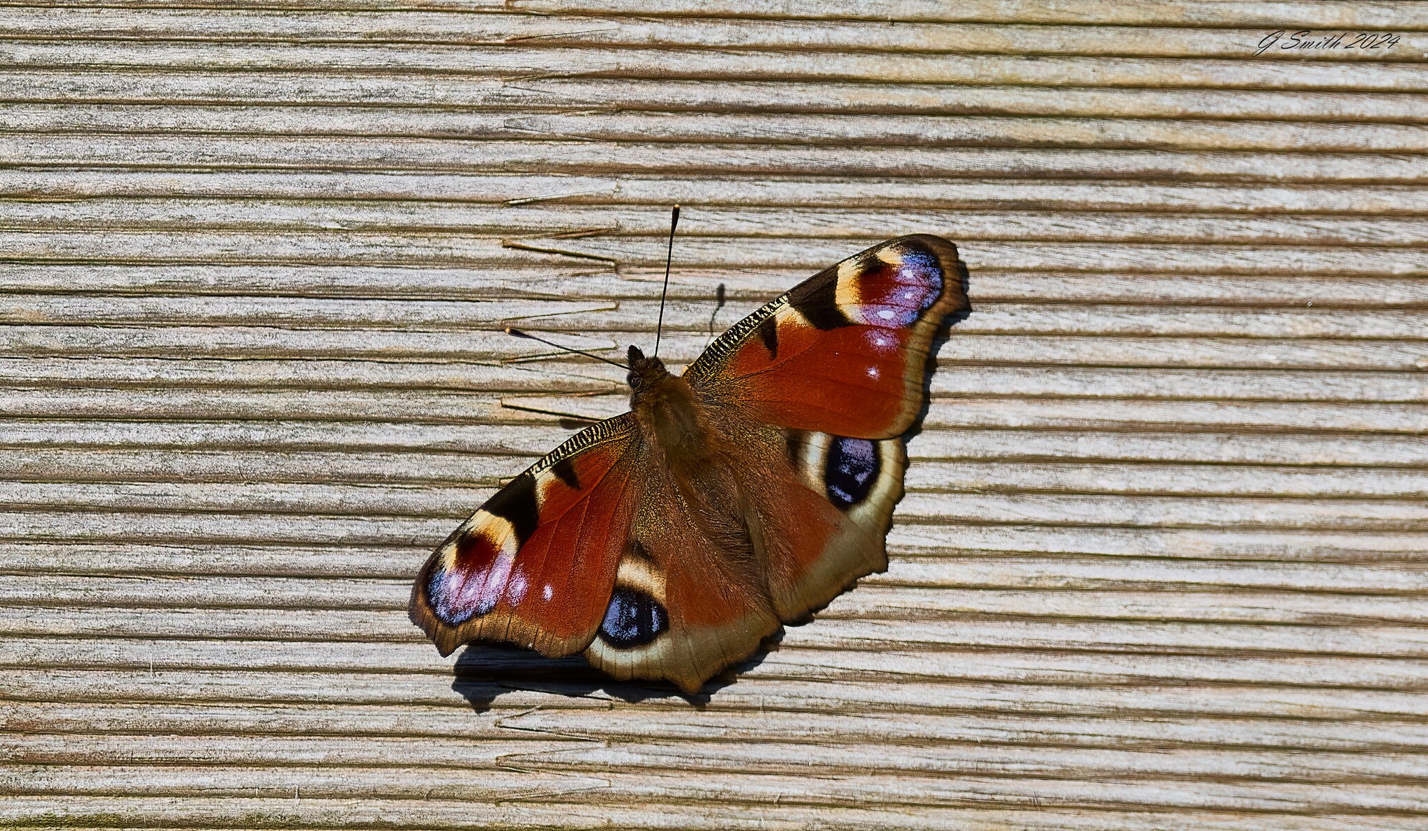 butterfly 2024 1.jpg