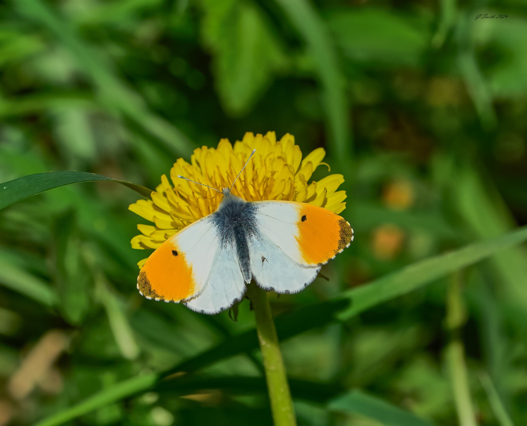 butterfly 2024 4.jpg