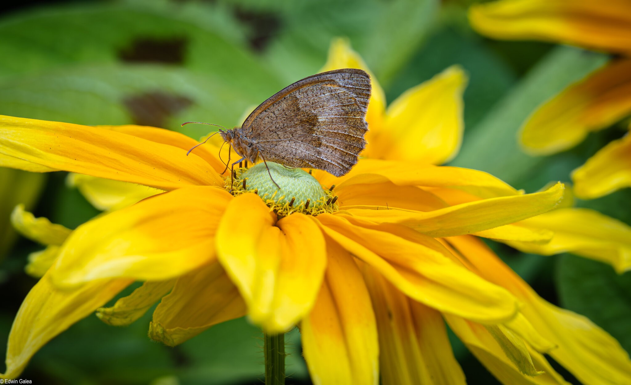 butterfly in Greenwich-2.jpg