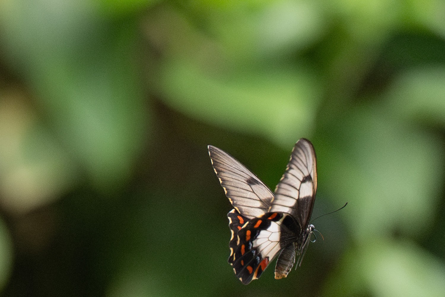 ButterflyInFlight100pc.jpg