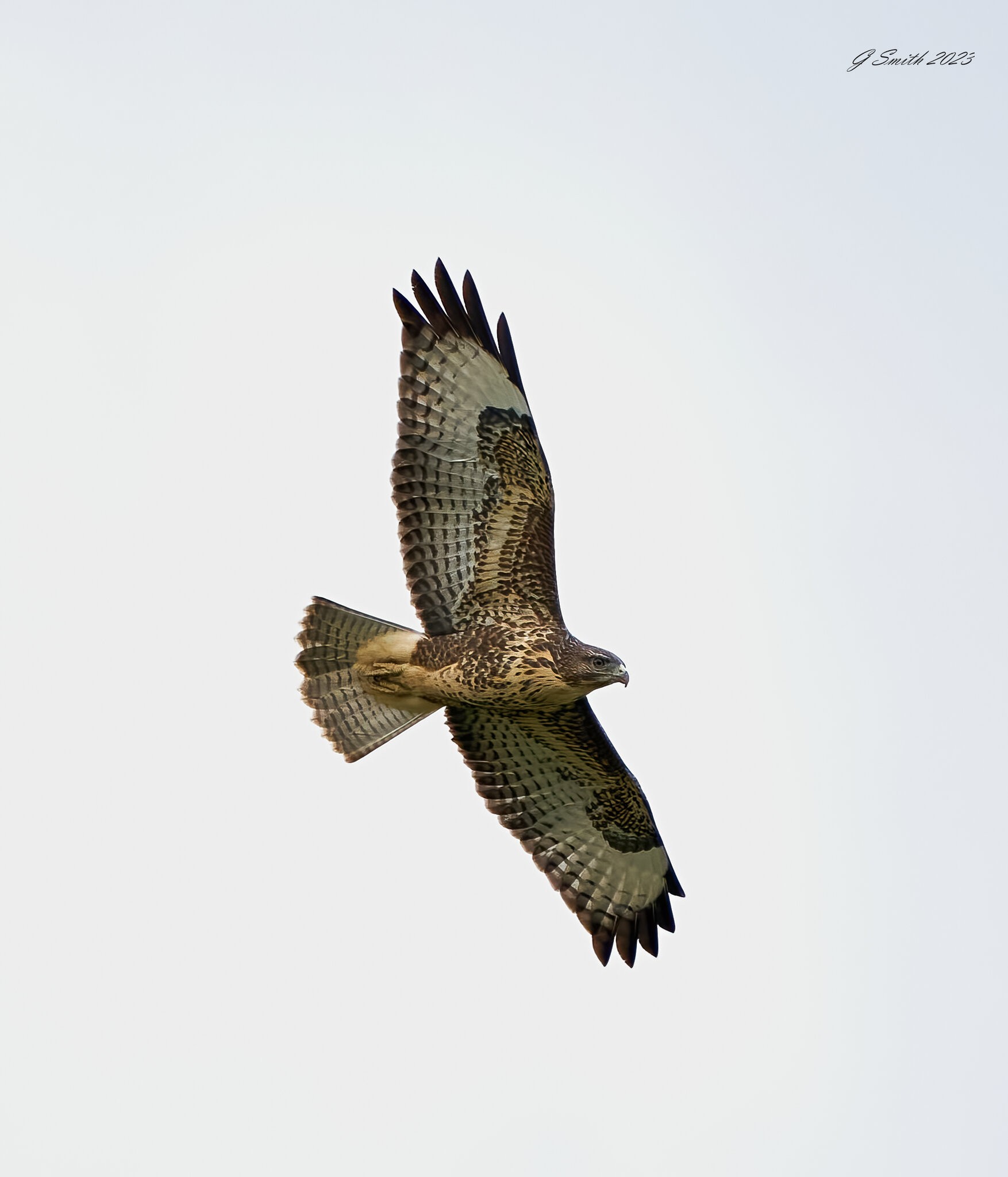 buzzard 2023 13.jpg