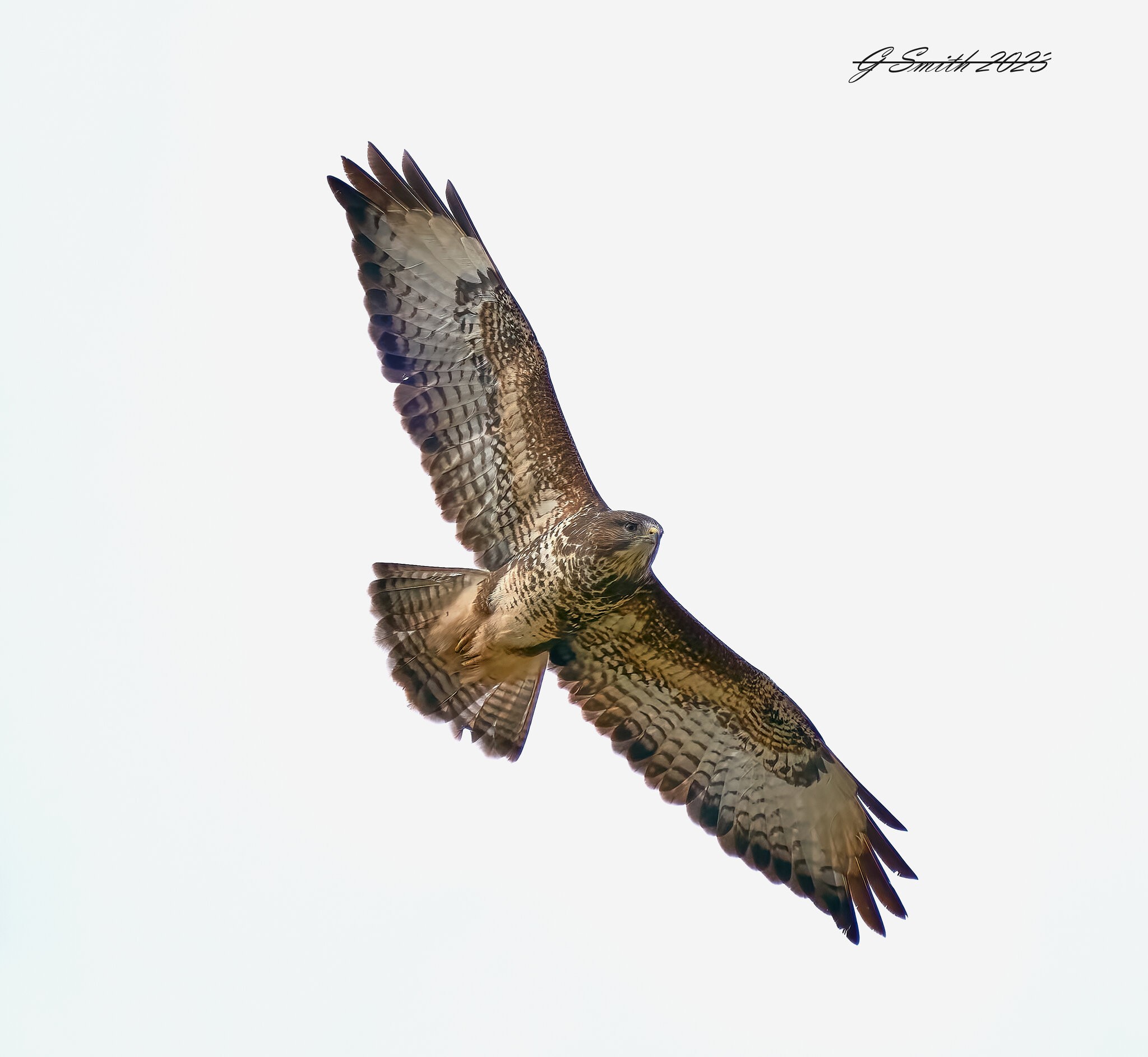 buzzard 2023 (2).jpg