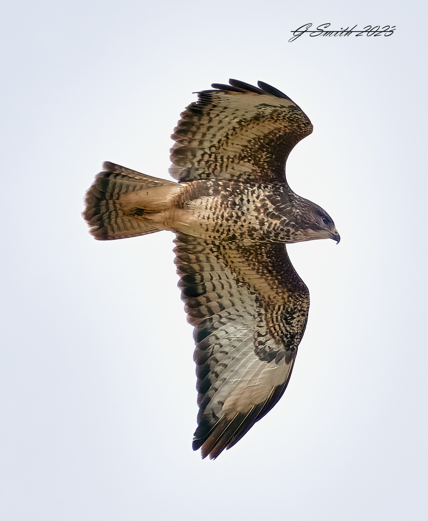 buzzard 2023 2.jpg