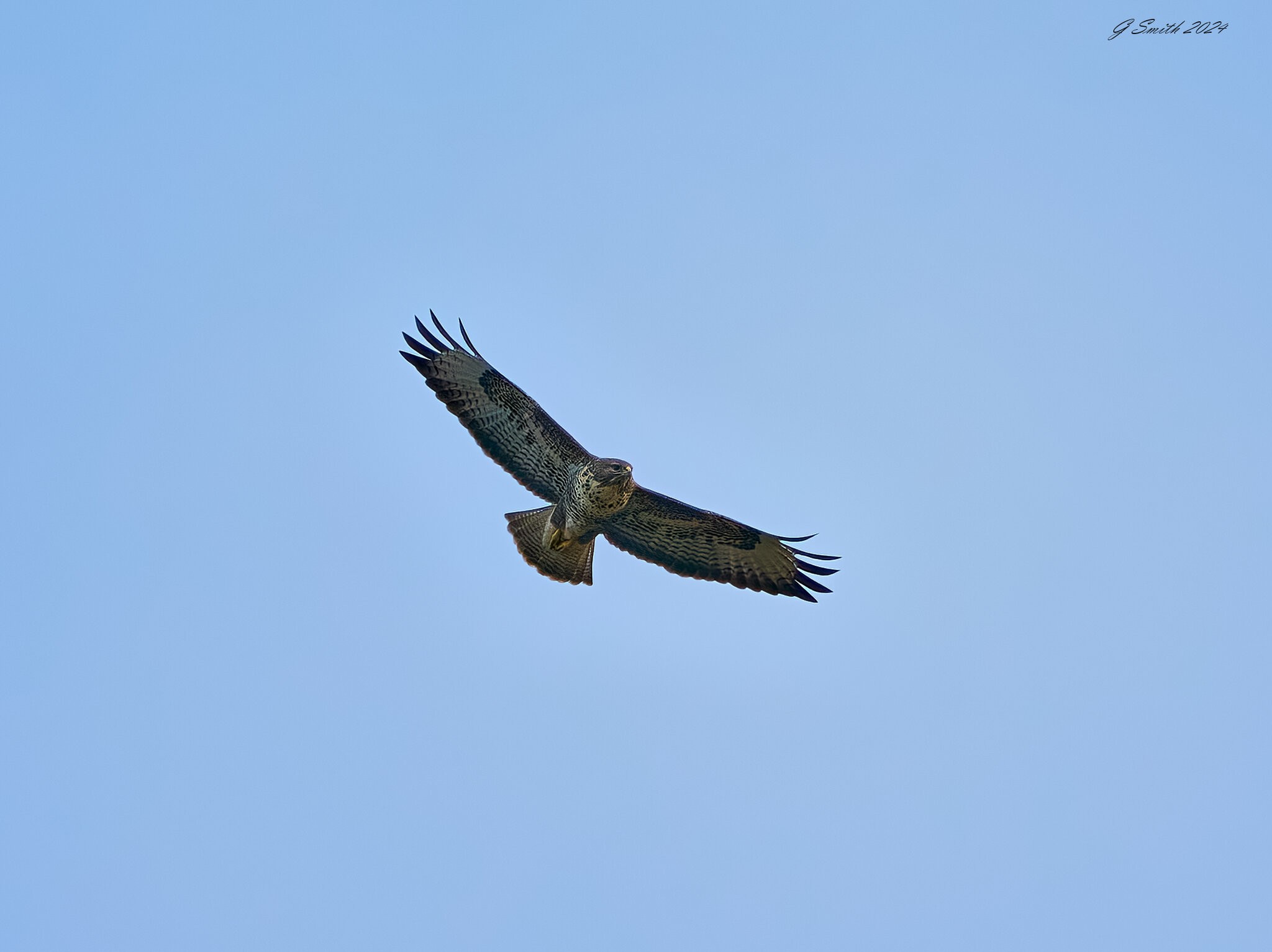 buzzard 2024 7.jpg