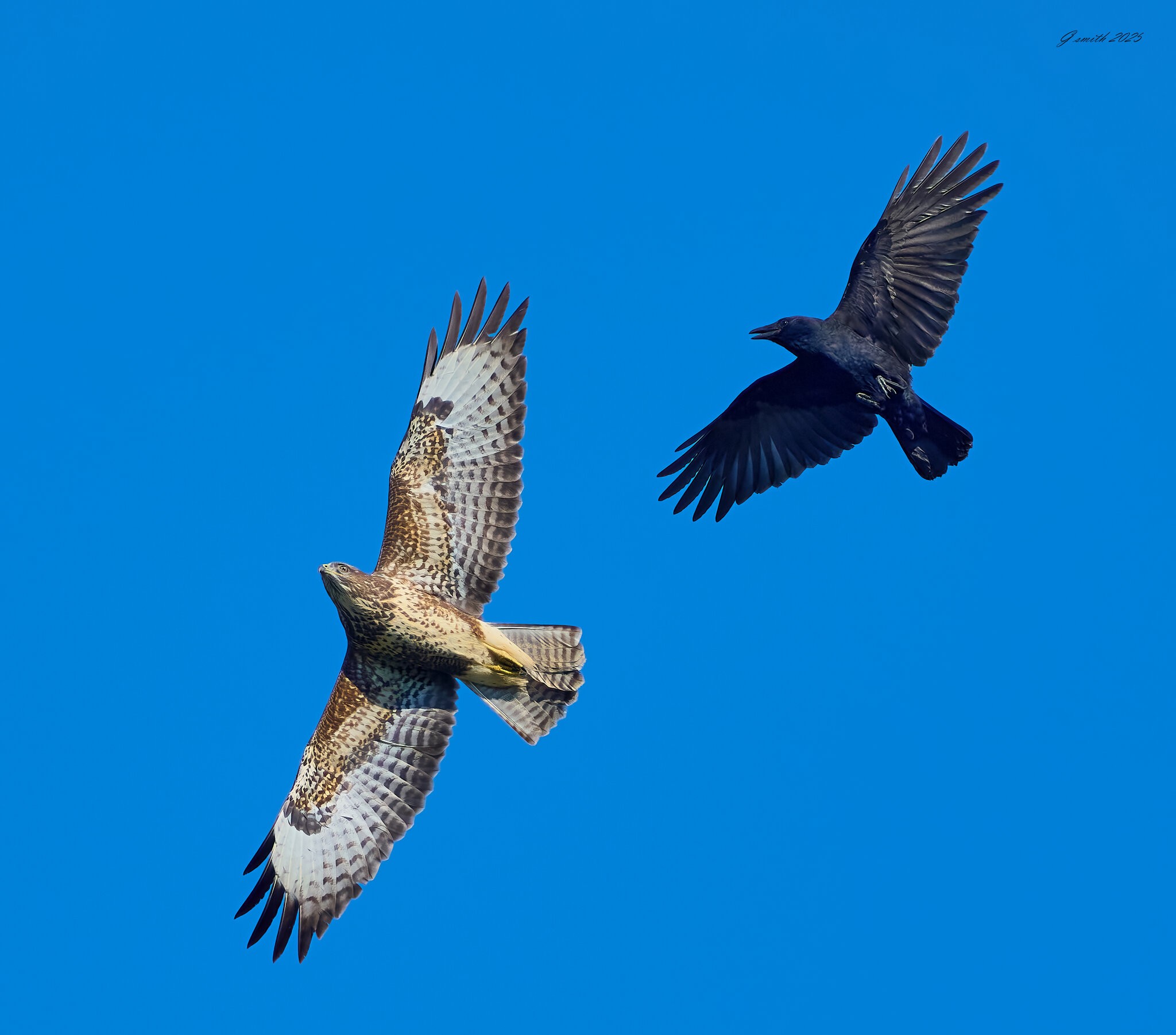 buzzard 2025 20.jpg