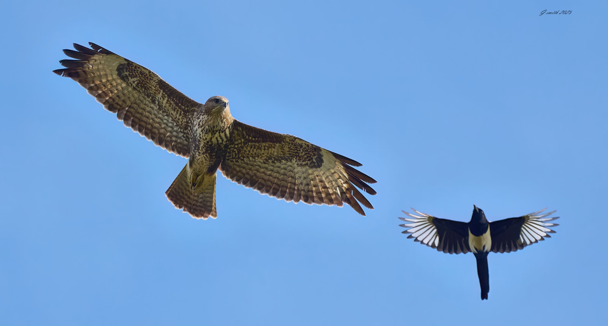 buzzard 2025 32.jpg