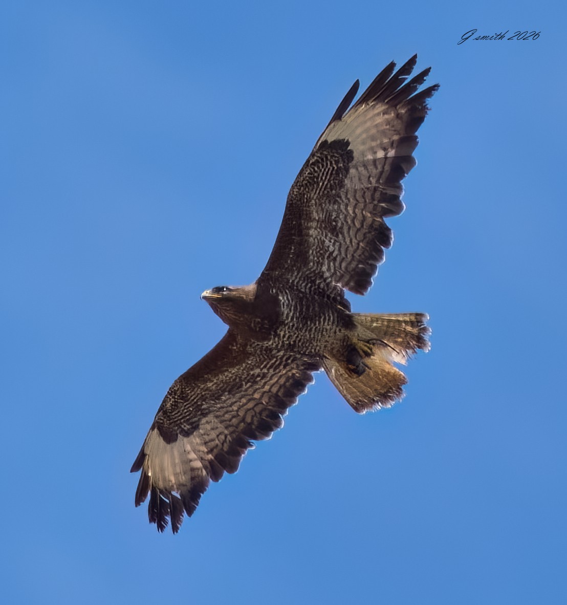 buzzard 2026.jpg