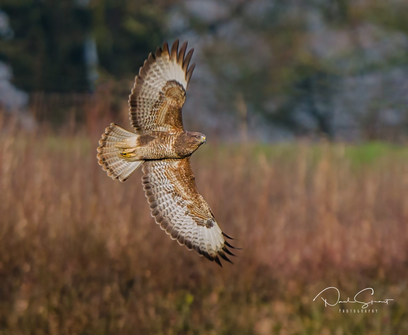 Buzzard ,(Buteo Buteo)