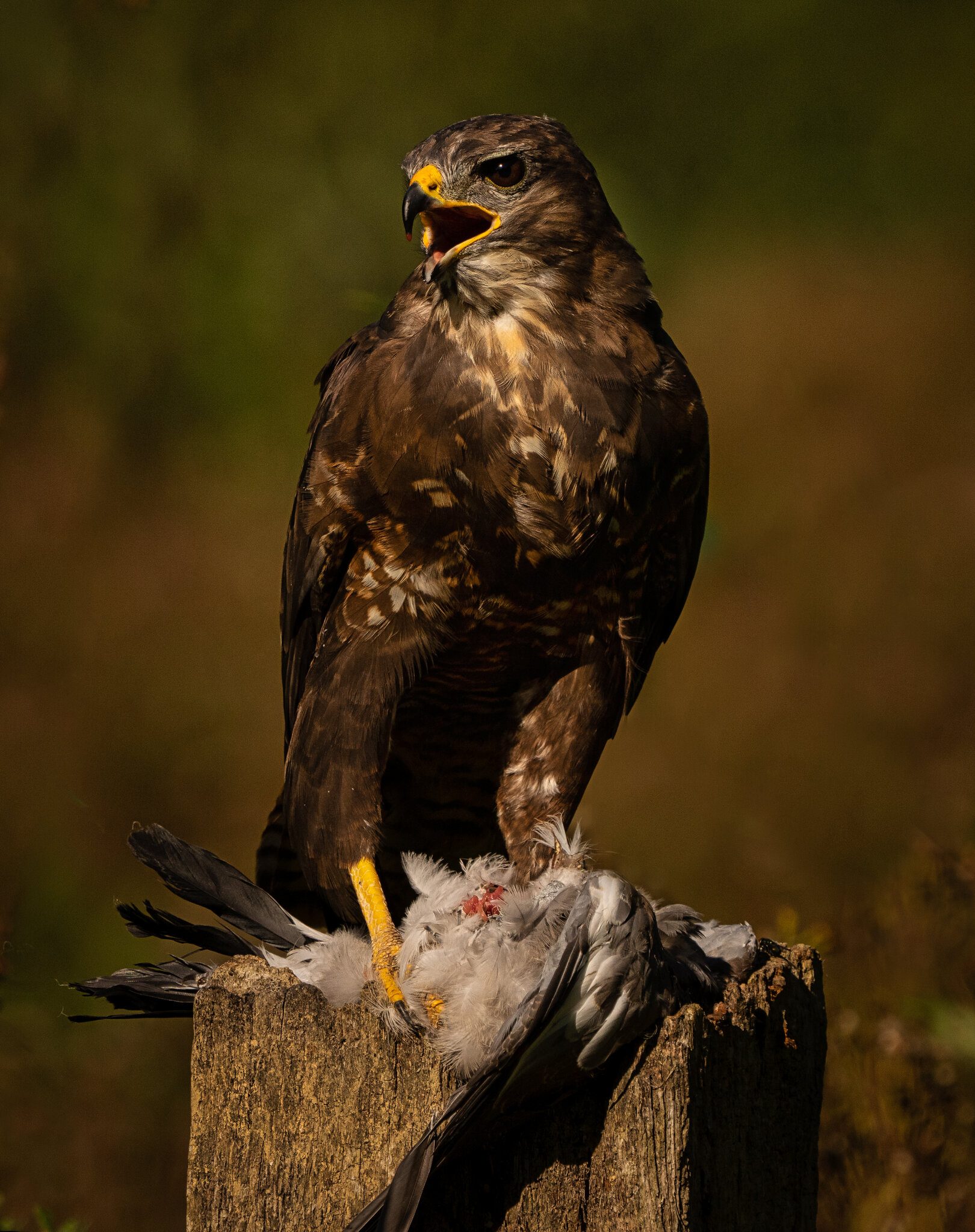 Buzzard_-2.jpg