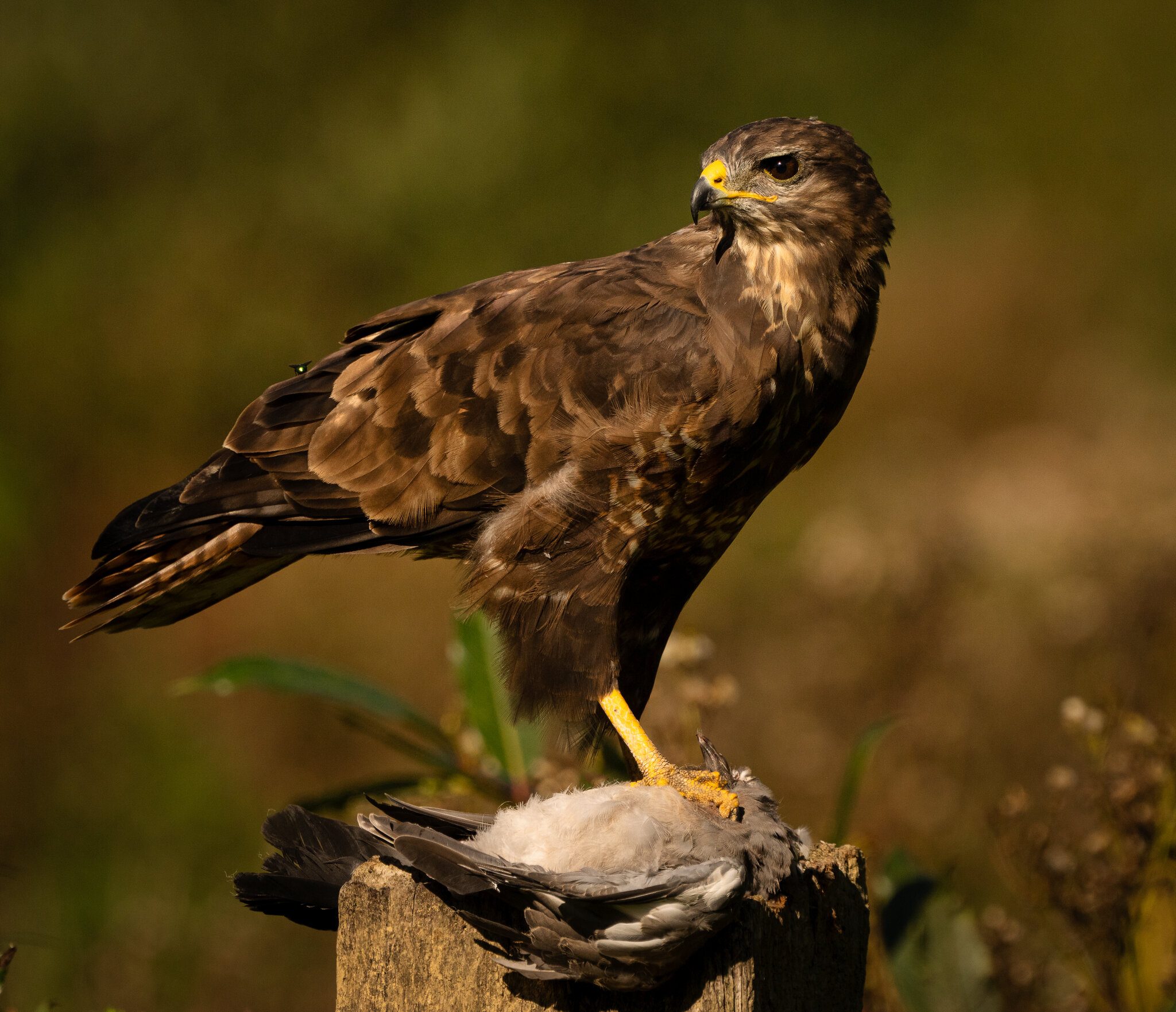 Buzzard_-3.jpg