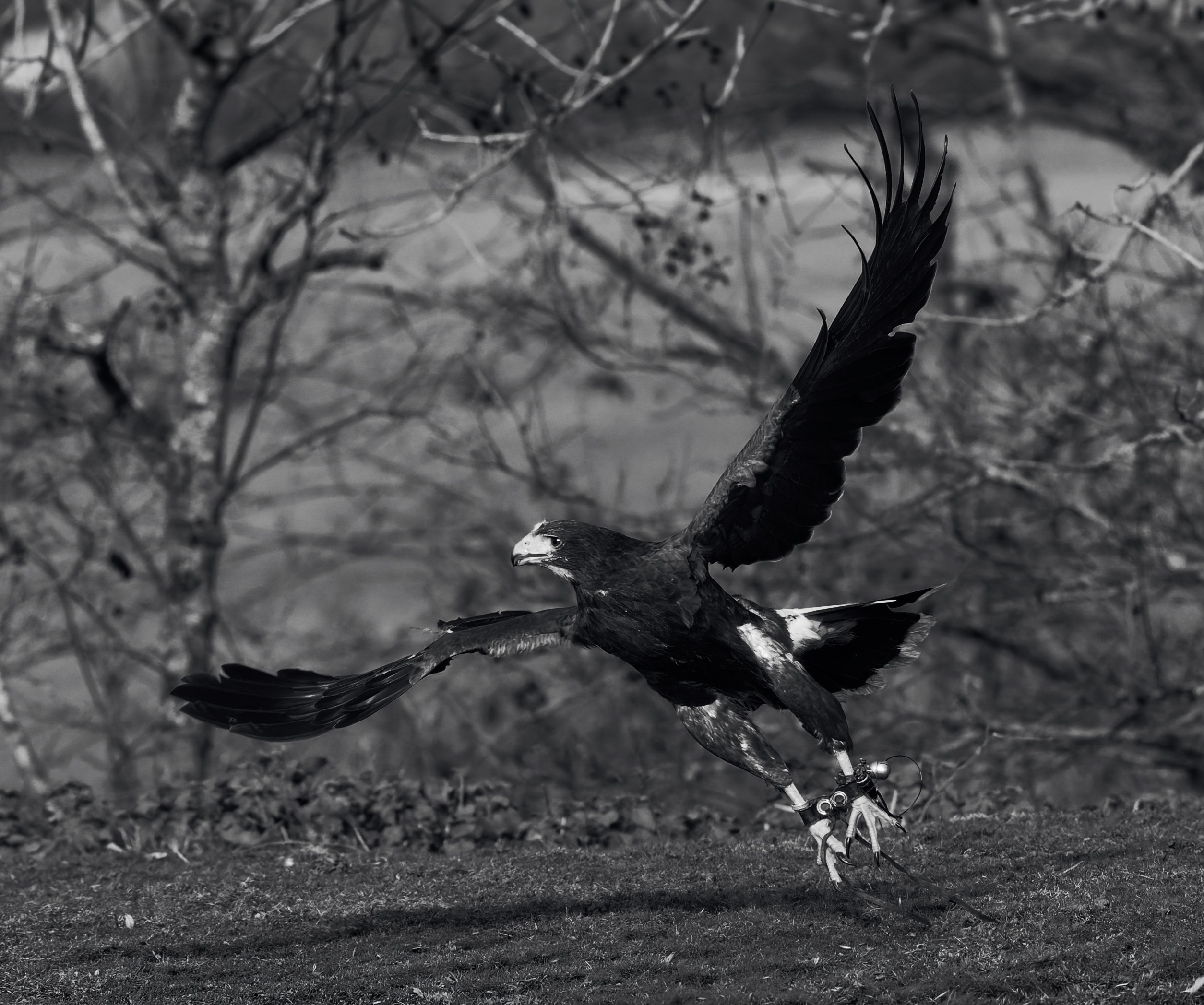 BW Flight.jpg