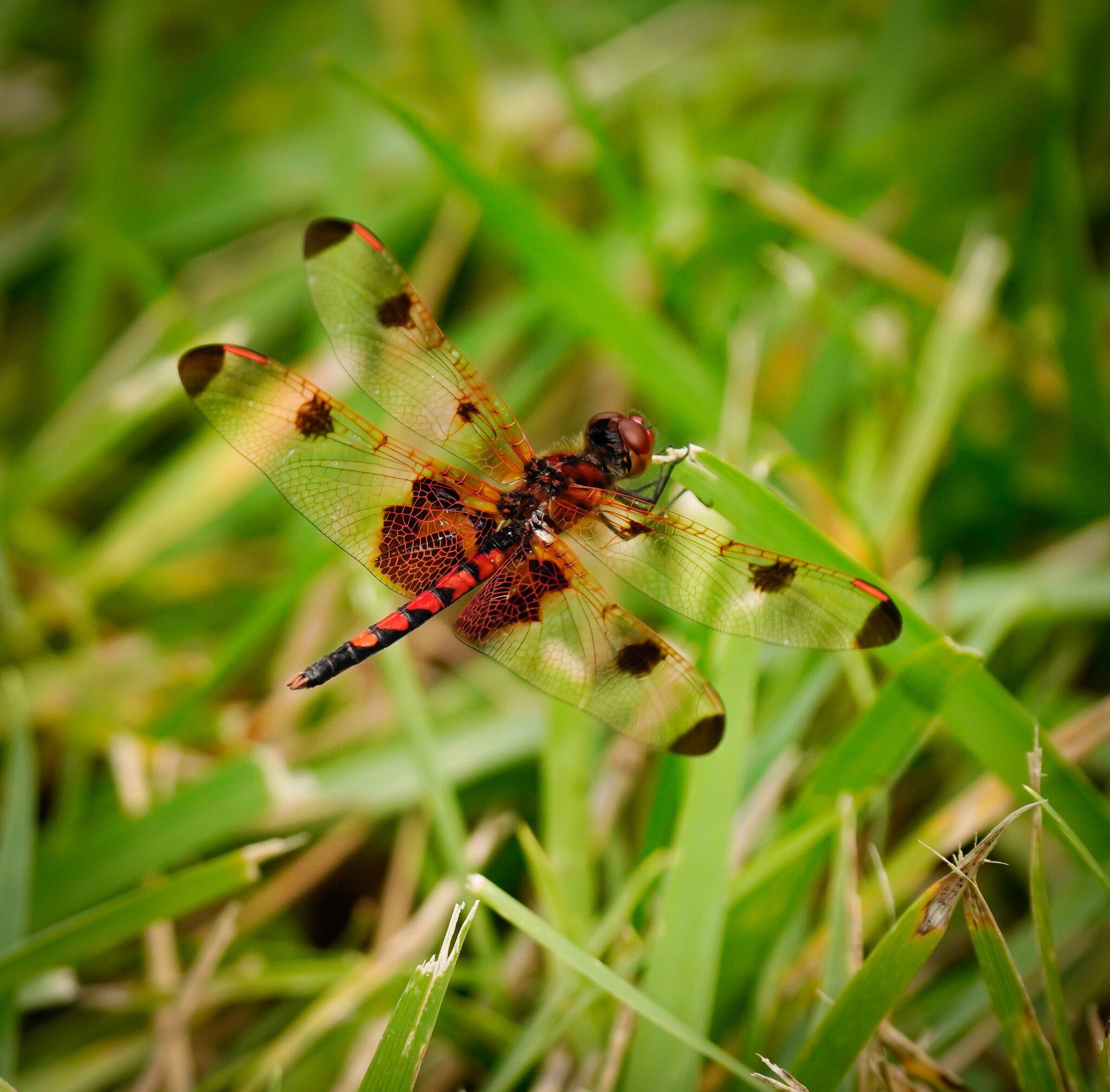 Calico Pennant Dragonfly